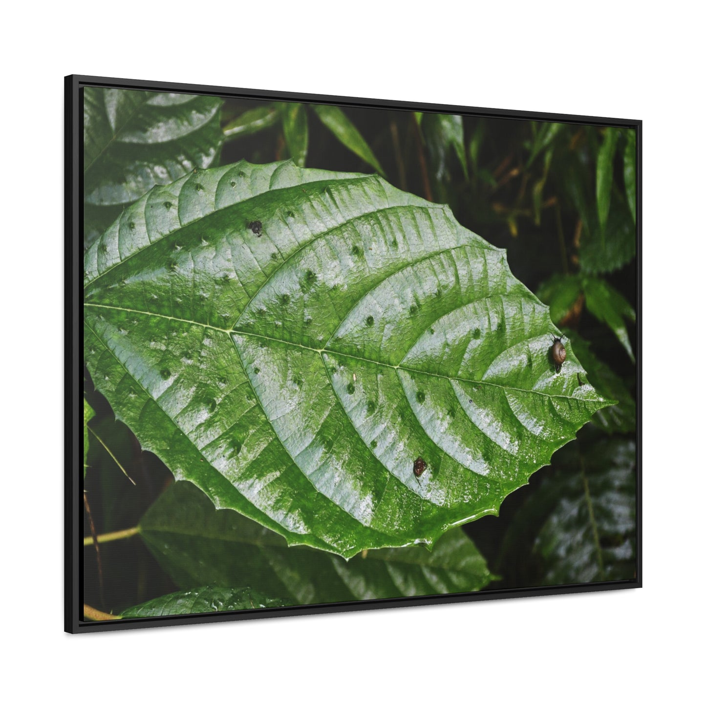 Rainforest Trails & Views - Gallery Canvas Wraps, Horizontal Frame - El Yunque National Forest - Rio Sabana road - Ortiga corrosive plant leaf - Green Forest Home