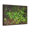 Rainforest Trails & Views - Gallery Canvas Wraps, Horizontal Frame - El Yunque National Forest - Puerto Rico - The tender Sierra Tree Palm protects here babies plants in the shade below