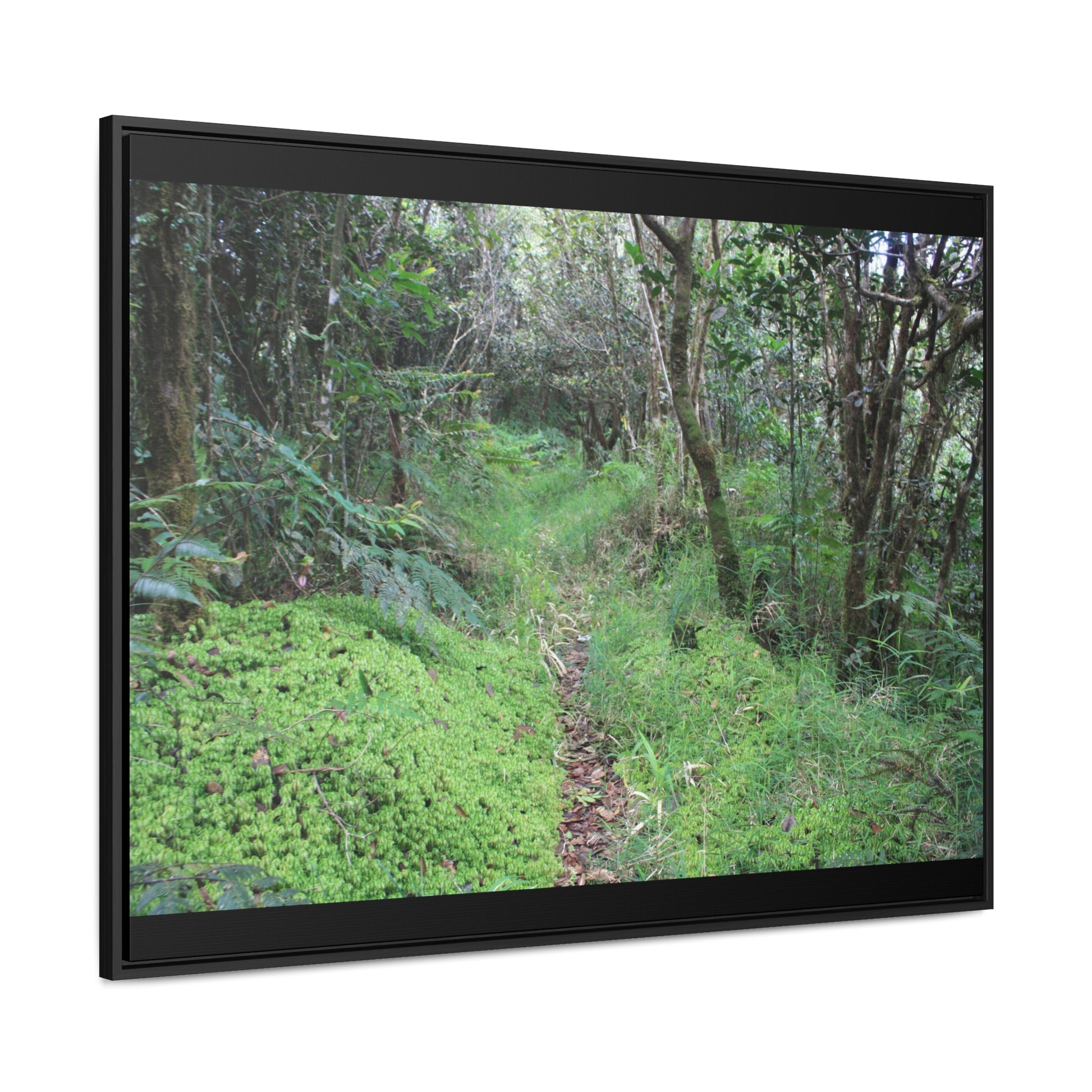 Rainforest Trails & Views - Gallery Canvas Wraps, Horizontal Frame - El Yunque National Forest - Tradewinds trail - cloud forest - Green Forest Home