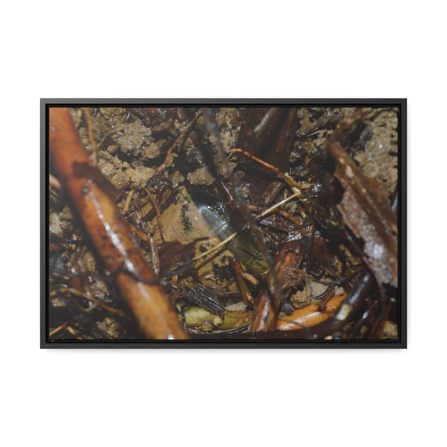 Rainforest Trails & Views - Gallery Canvas Wraps, Horizontal Frame - El Yunque National Forest - Puerto Rico - The dense forest ground near the top of PR 191 - the red root is a Sierra Palm root - Green Forest Home