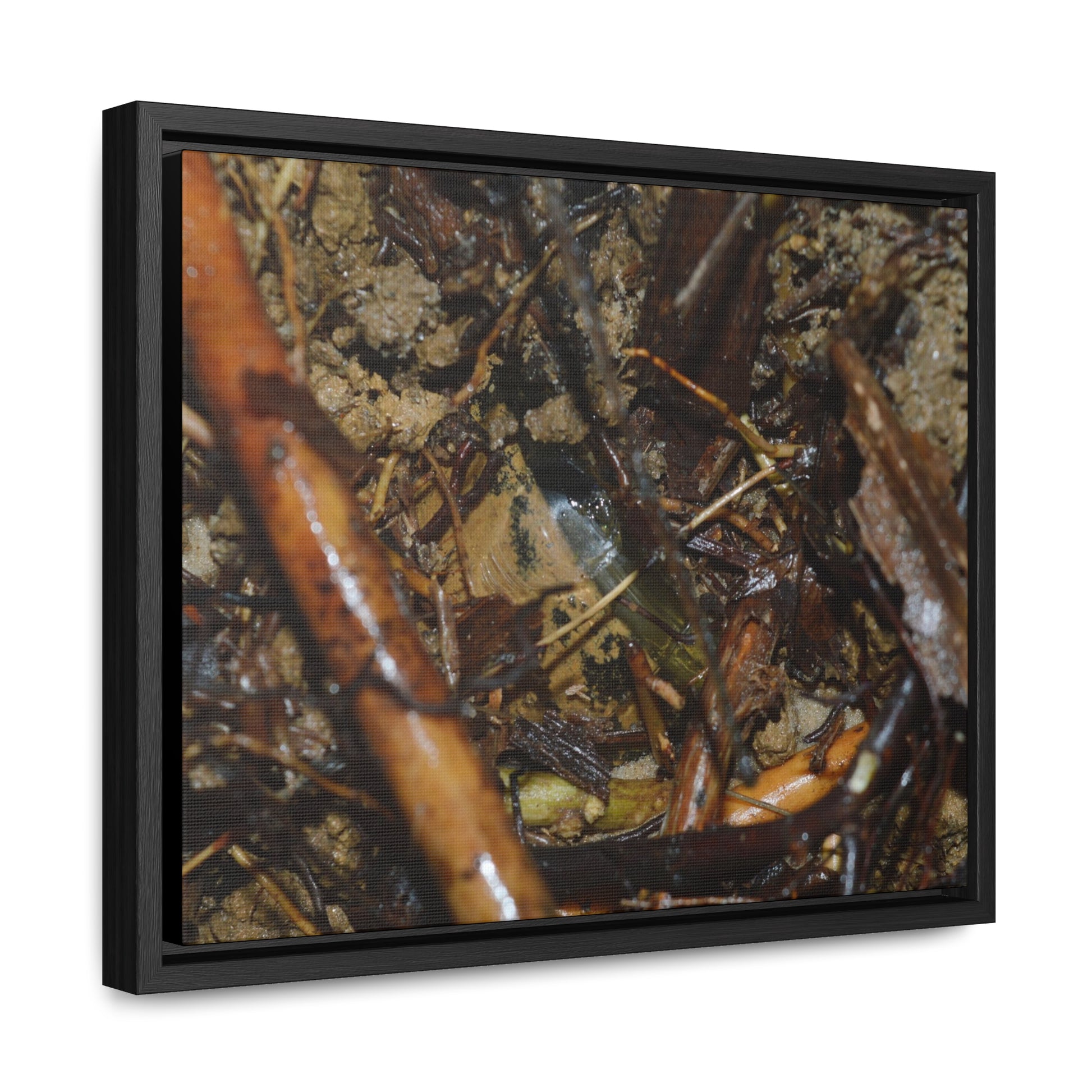 Rainforest Trails & Views - Gallery Canvas Wraps, Horizontal Frame - El Yunque National Forest - Puerto Rico - The dense forest ground near the top of PR 191 - the red root is a Sierra Palm root - Green Forest Home