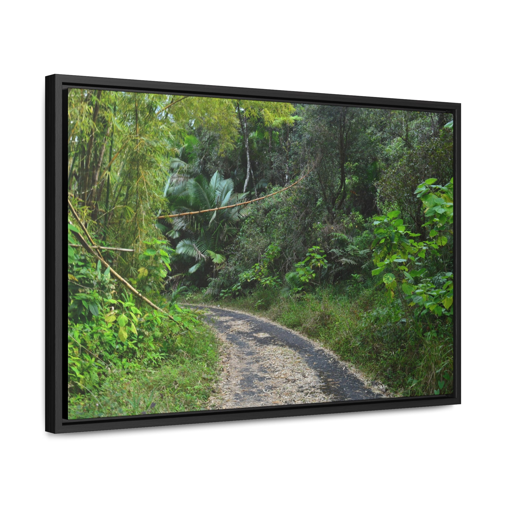 Rainforest Trails & Views - Gallery Canvas Wraps, Horizontal Frame - El Yunque National Forest - Puerto Rico - Closed PR191 forested road - Green Forest Home