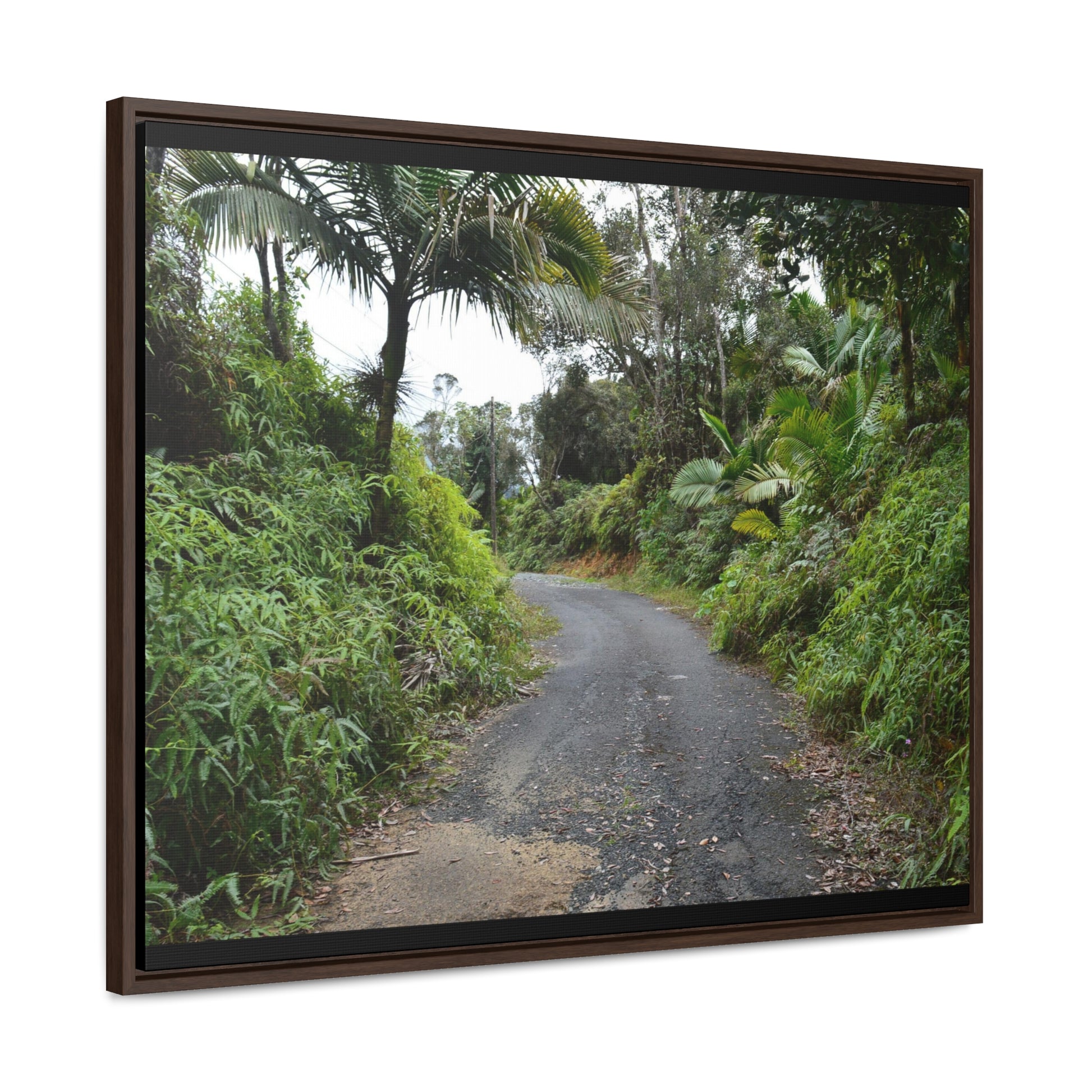 Rainforest Trails & Views - Gallery Canvas Wraps, Horizontal Frame - El Yunque National Forest - Puerto Rico - View from PR191 closed forest road - Green Forest Home