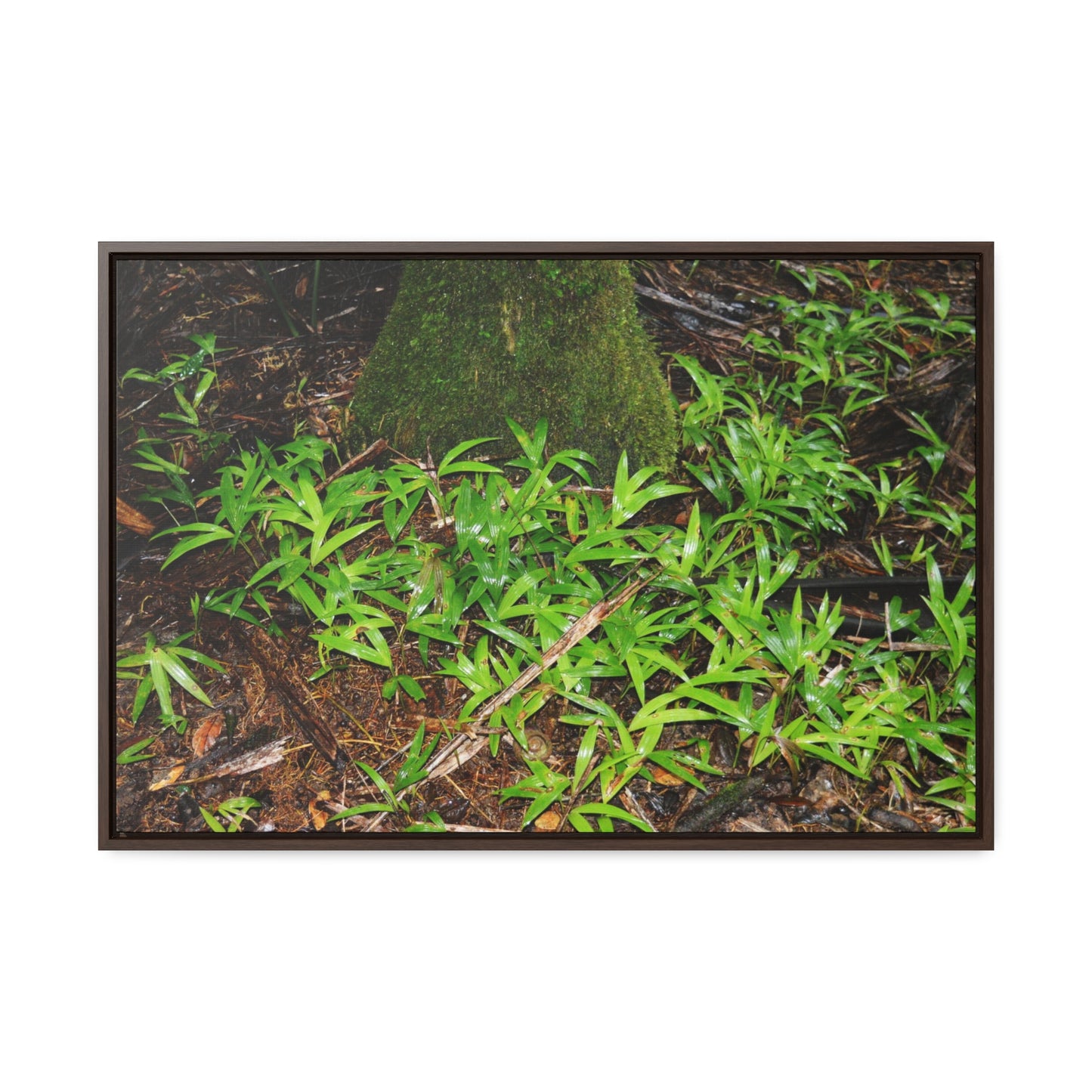 Rainforest Trails & Views - Gallery Canvas Wraps, Horizontal Frame - El Yunque National Forest - Puerto Rico - The tender Sierra Tree Palm protects here babies plants in the shade below