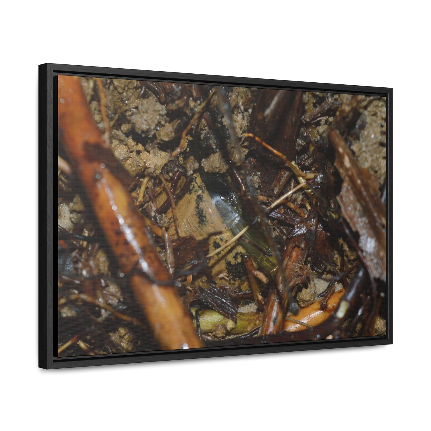 Rainforest Trails & Views - Gallery Canvas Wraps, Horizontal Frame - El Yunque National Forest - Puerto Rico - The dense forest ground near the top of PR 191 - the red root is a Sierra Palm root - Green Forest Home