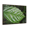 Rainforest Trails & Views - Gallery Canvas Wraps, Horizontal Frame - El Yunque National Forest - Rio Sabana road - Ortiga corrosive plant leaf - Green Forest Home