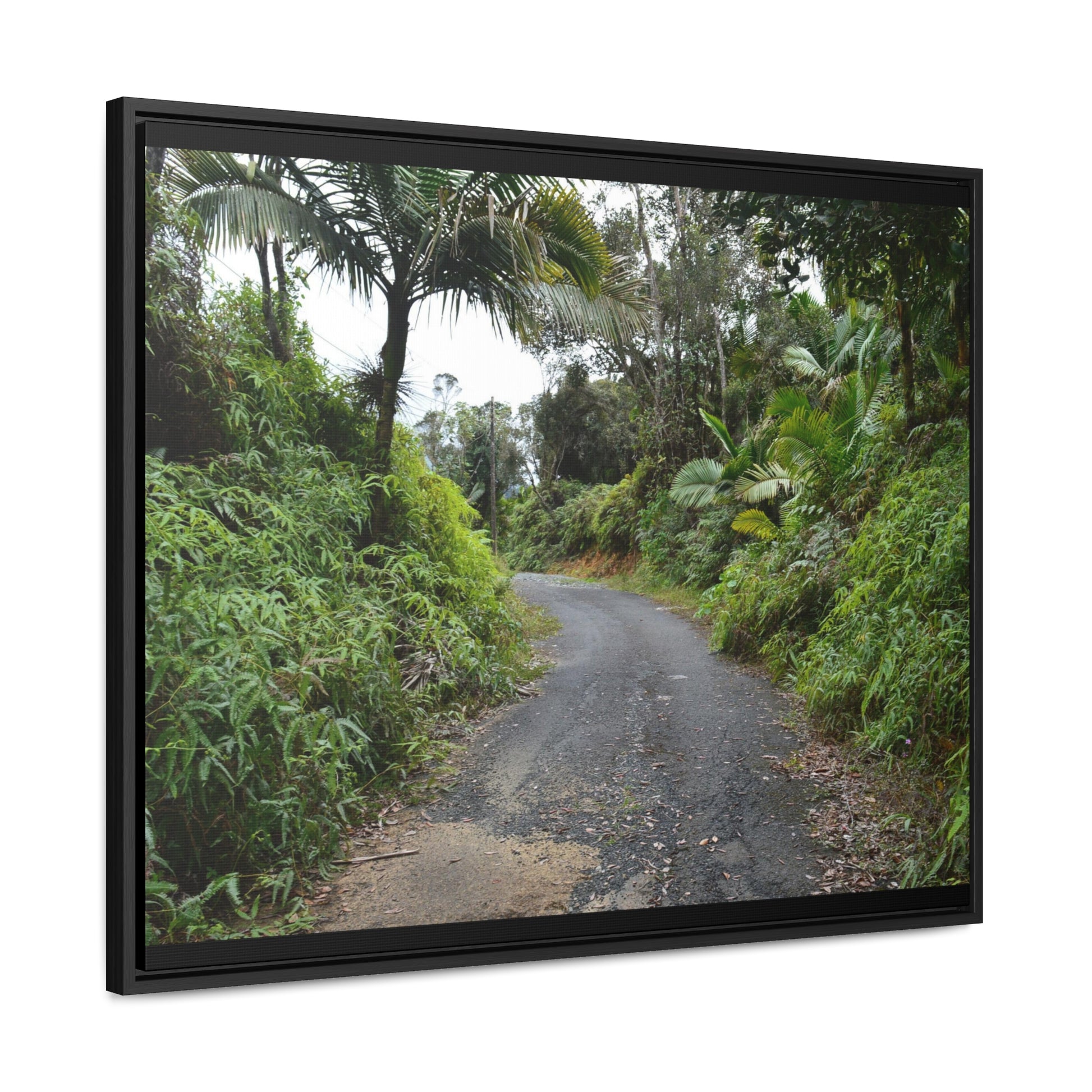 Rainforest Trails & Views - Gallery Canvas Wraps, Horizontal Frame - El Yunque National Forest - Puerto Rico - PR191 Closed forest road - Green Forest Home