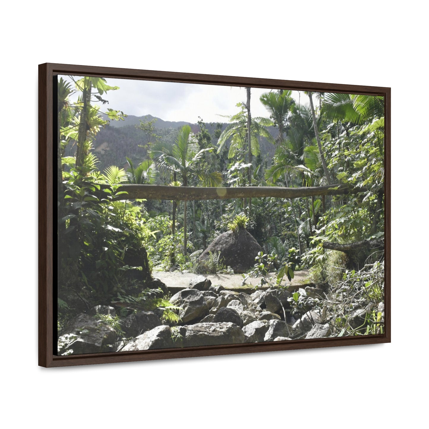 Rainforest Trails & Views - Gallery Canvas Wraps, Horizontal Frame - El Yunque National Forest - Puerto Rico - Rio Sabana Trail - Green Forest Home