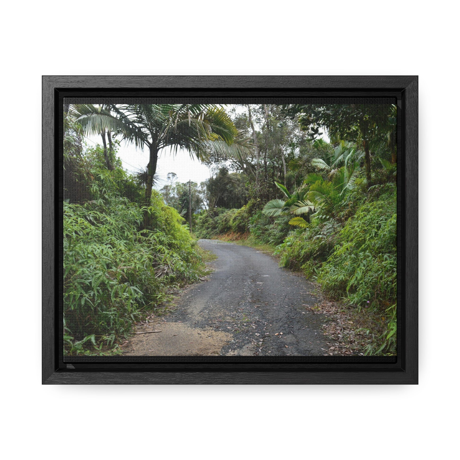 Rainforest Trails & Views - Gallery Canvas Wraps, Horizontal Frame - El Yunque National Forest - Puerto Rico - The PR 191 closed forested road - Green Forest Home