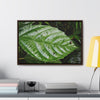 Rainforest Trails & Views - Gallery Canvas Wraps, Horizontal Frame - El Yunque National Forest - Rio Sabana road - Ortiga corrosive plant leaf - Green Forest Home