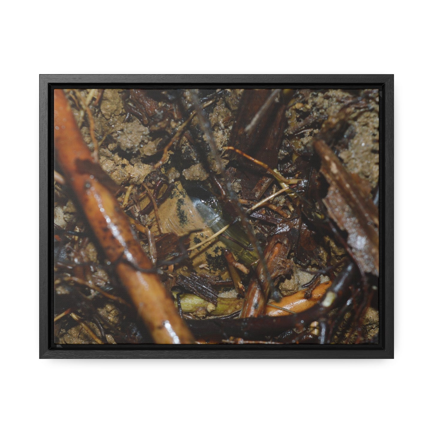 Rainforest Trails & Views - Gallery Canvas Wraps, Horizontal Frame - El Yunque National Forest - Puerto Rico - The dense forest ground near the top of PR 191 - the red root is a Sierra Palm root - Green Forest Home