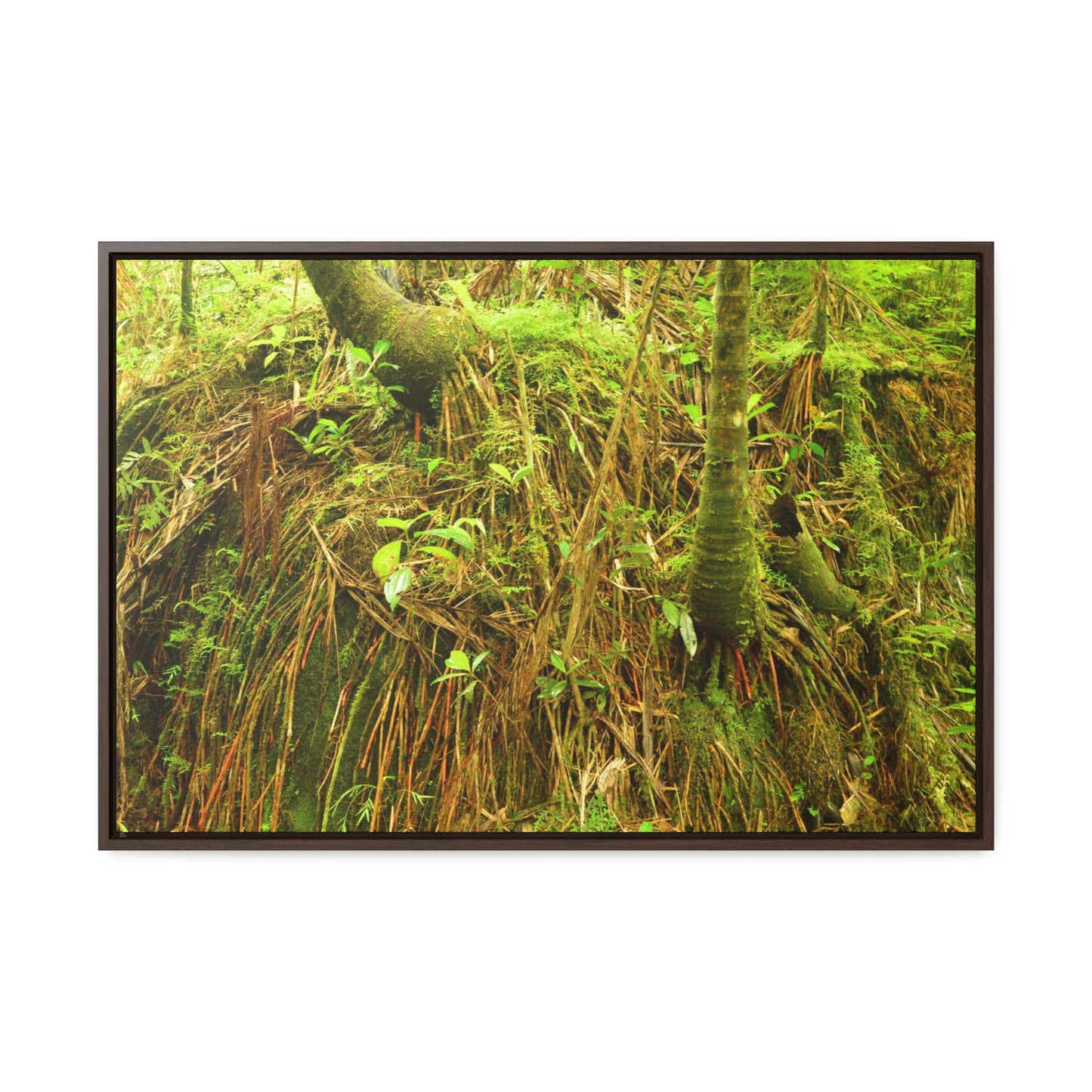 Rainforest Trails & Views - Gallery Canvas Wraps, Horizontal Frame - El Yunque National Forest - Puerto Rico - Deep forest explorations - reveal a boulder with 3 Sierra Palm red roots on it seeking the water level