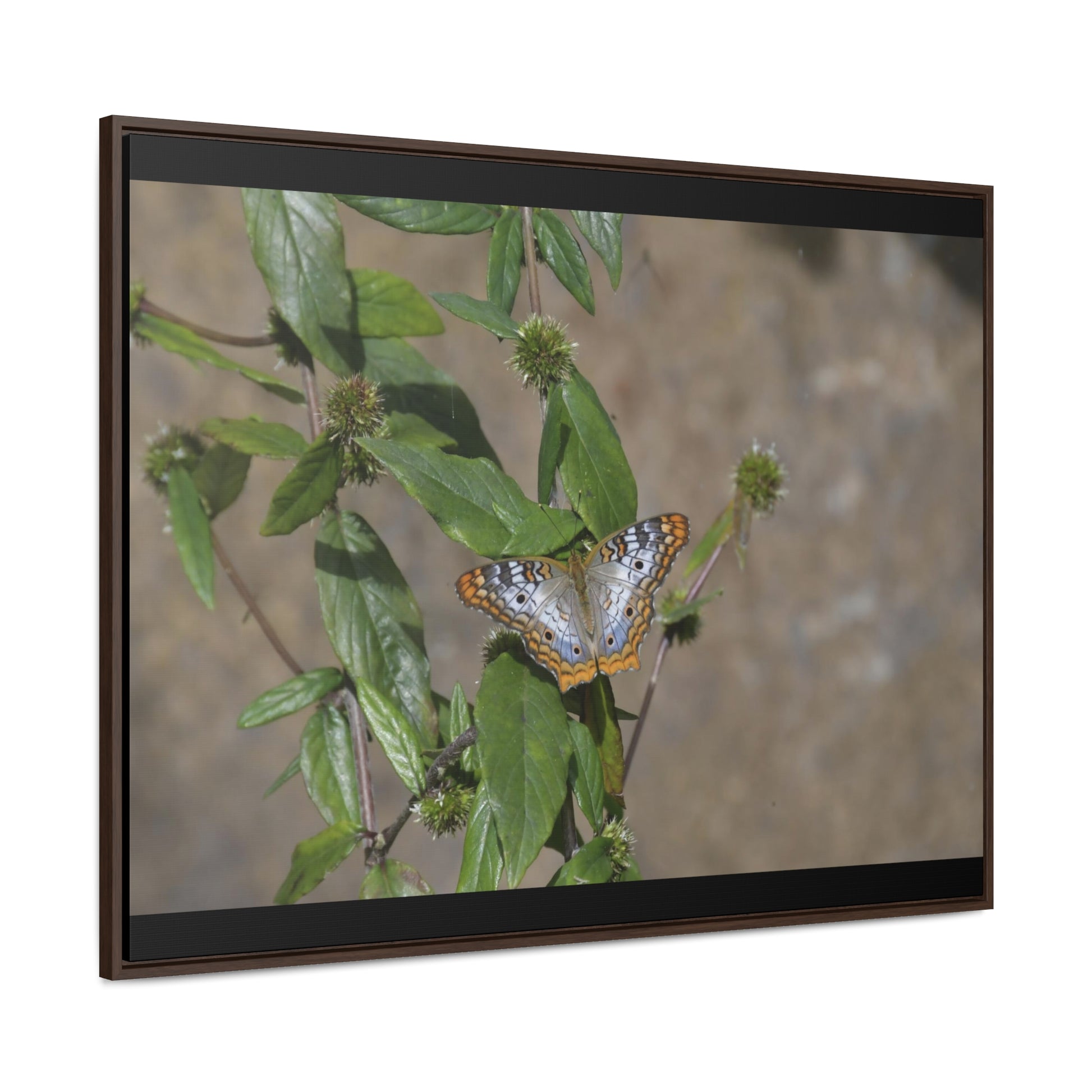 Rainforest Trails & Views - Gallery Canvas Wraps, Horizontal Frame - El Yunque National Forest - Puerto Rico - Rio Sabana Park Butterfly - Green Forest Home