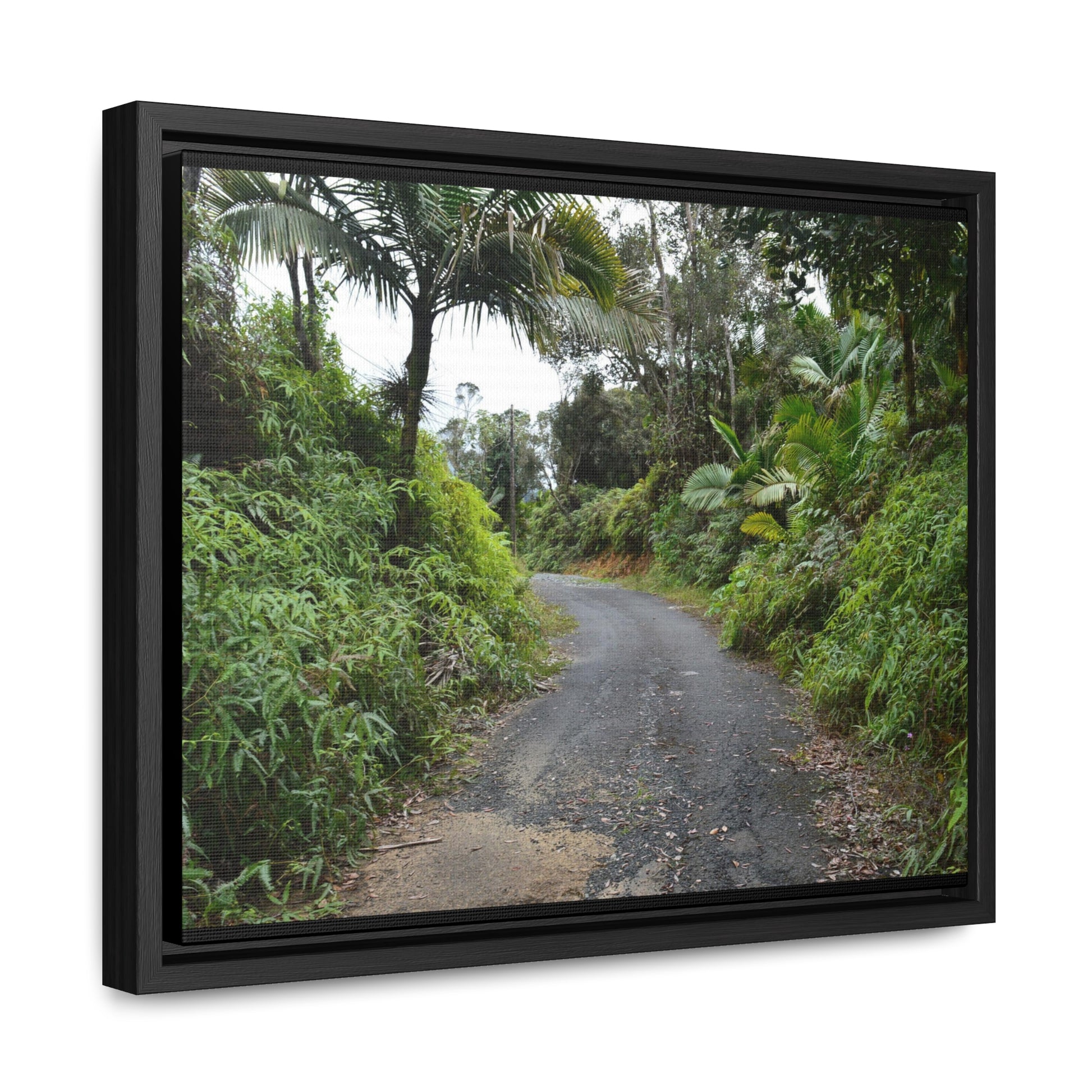 Rainforest Trails & Views - Gallery Canvas Wraps, Horizontal Frame - El Yunque National Forest - Puerto Rico - PR191 Closed forest road - Green Forest Home