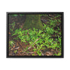 Rainforest Trails & Views - Gallery Canvas Wraps, Horizontal Frame - El Yunque National Forest - Puerto Rico - The tender Sierra Tree Palm protects here babies plants in the shade below