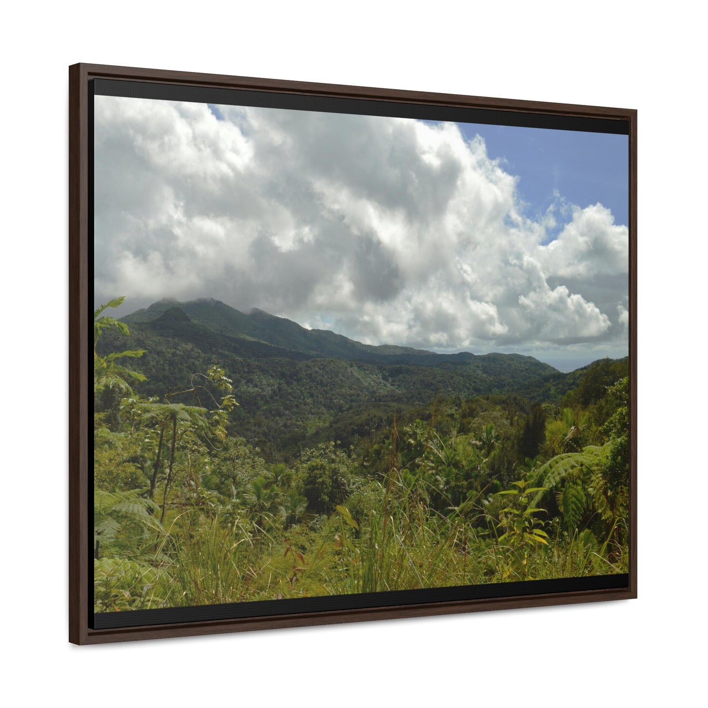 Rainforest Trails & Views - Gallery Canvas Wraps, Horizontal Frame - El Yunque National Forest - Puerto Rico - View from PR191 closed forest road - Green Forest Home