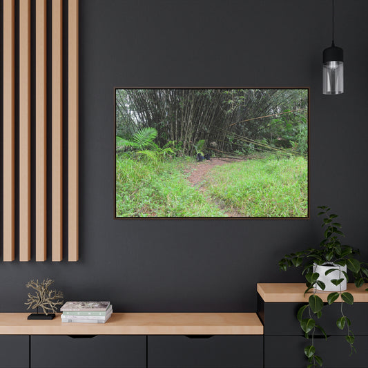 Rainforest Trails & Views - Gallery Canvas Wraps, Horizontal Frame - El Yunque National Forest - Puerto Rico - Path in camping zone near peaks - Green Forest Home