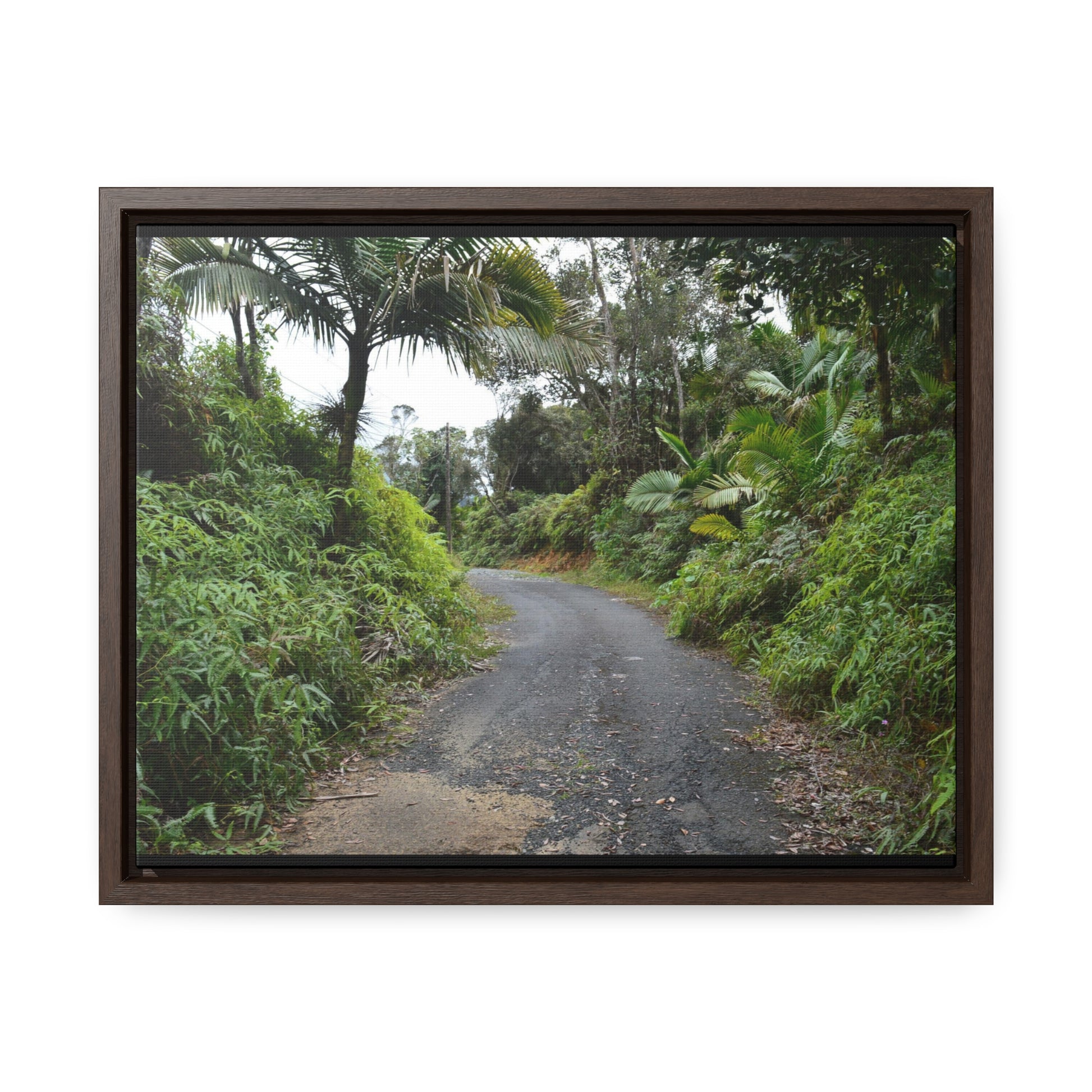 Rainforest Trails & Views - Gallery Canvas Wraps, Horizontal Frame - El Yunque National Forest - Puerto Rico - PR191 Closed forest road - Green Forest Home