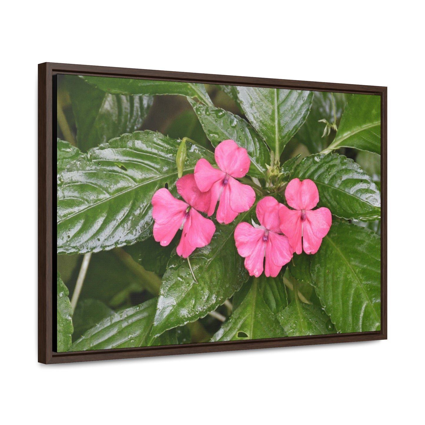 Rainforest Trails & Views - Gallery Canvas Wraps, Horizontal Frame - El Yunque National Forest - Rio Sabana Lovely Miramelinda flower - Green Forest Home