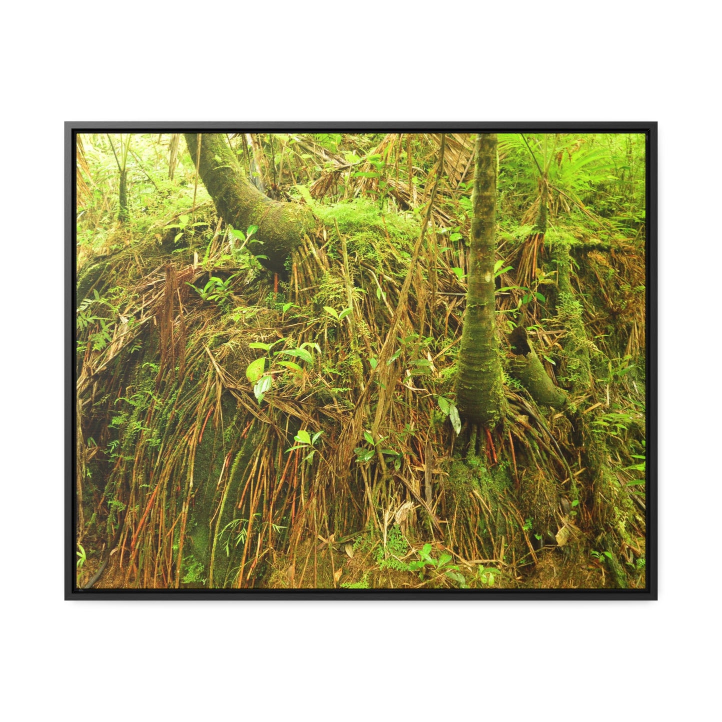 Rainforest Trails & Views - Gallery Canvas Wraps, Horizontal Frame - El Yunque National Forest - Puerto Rico - Deep forest explorations - reveal a boulder with 3 Sierra Palm red roots on it seeking the water level