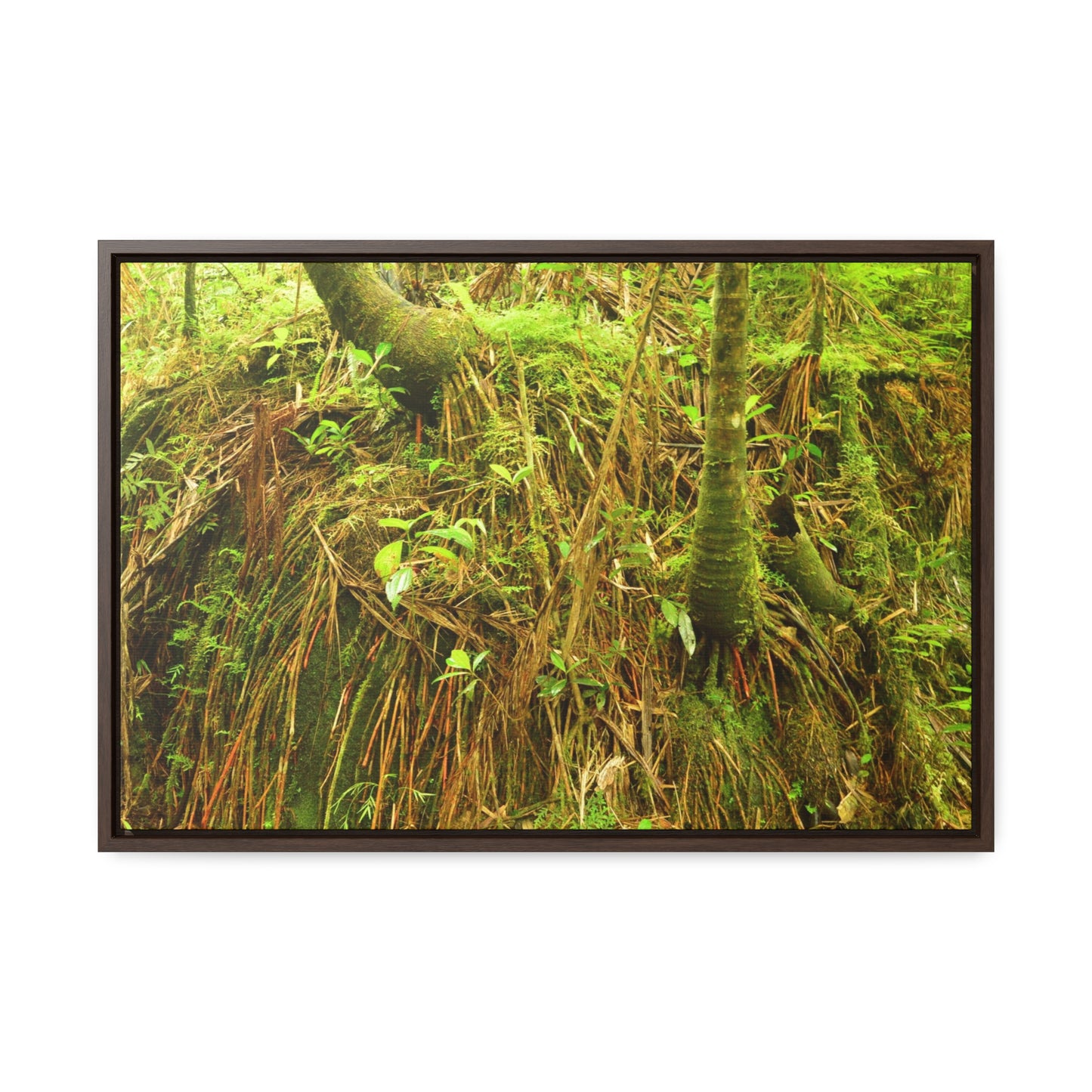 Rainforest Trails & Views - Gallery Canvas Wraps, Horizontal Frame - El Yunque National Forest - Puerto Rico - Deep forest explorations - reveal a boulder with 3 Sierra Palm red roots on it seeking the water level