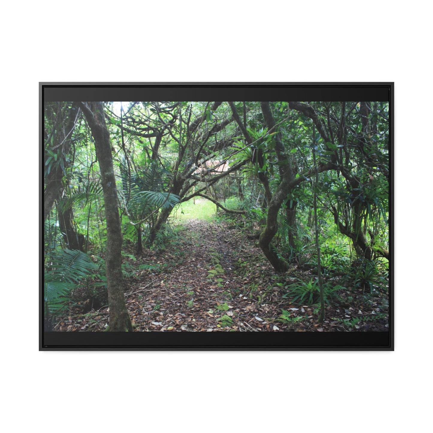 Rainforest Trails & Views - Gallery Canvas Wraps, Horizontal Frame - El Yunque National Forest - Puerto Rico - Tradewinds trail - cloud forest - Green Forest Home