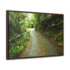 Rainforest Trails & Views - Gallery Canvas Wraps, Horizontal Frame - El Yunque National Forest - Puerto Rico - The winding El Yunque main road PR 191 near the top