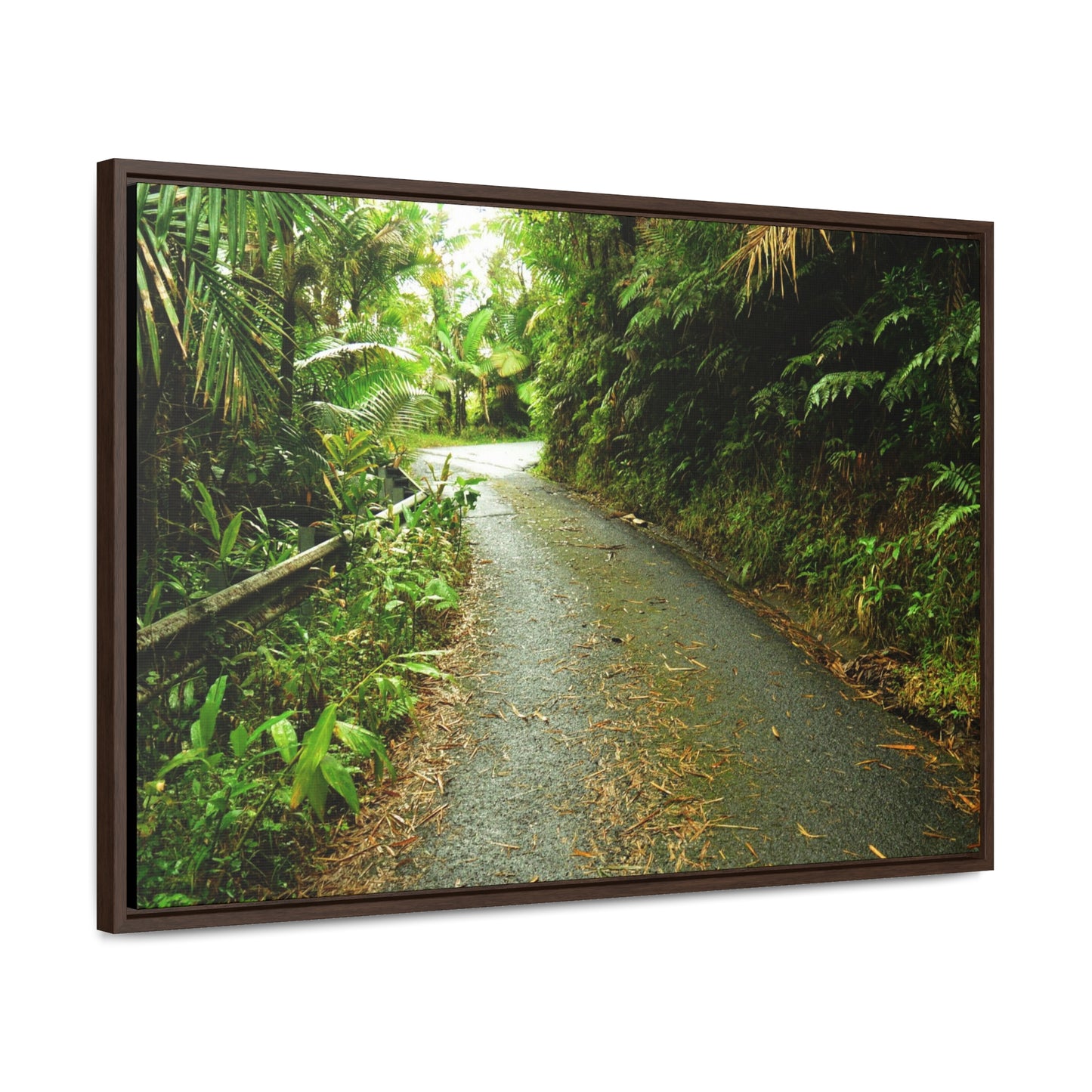 Rainforest Trails & Views - Gallery Canvas Wraps, Horizontal Frame - El Yunque National Forest - Puerto Rico - The winding El Yunque main road PR 191 near the top