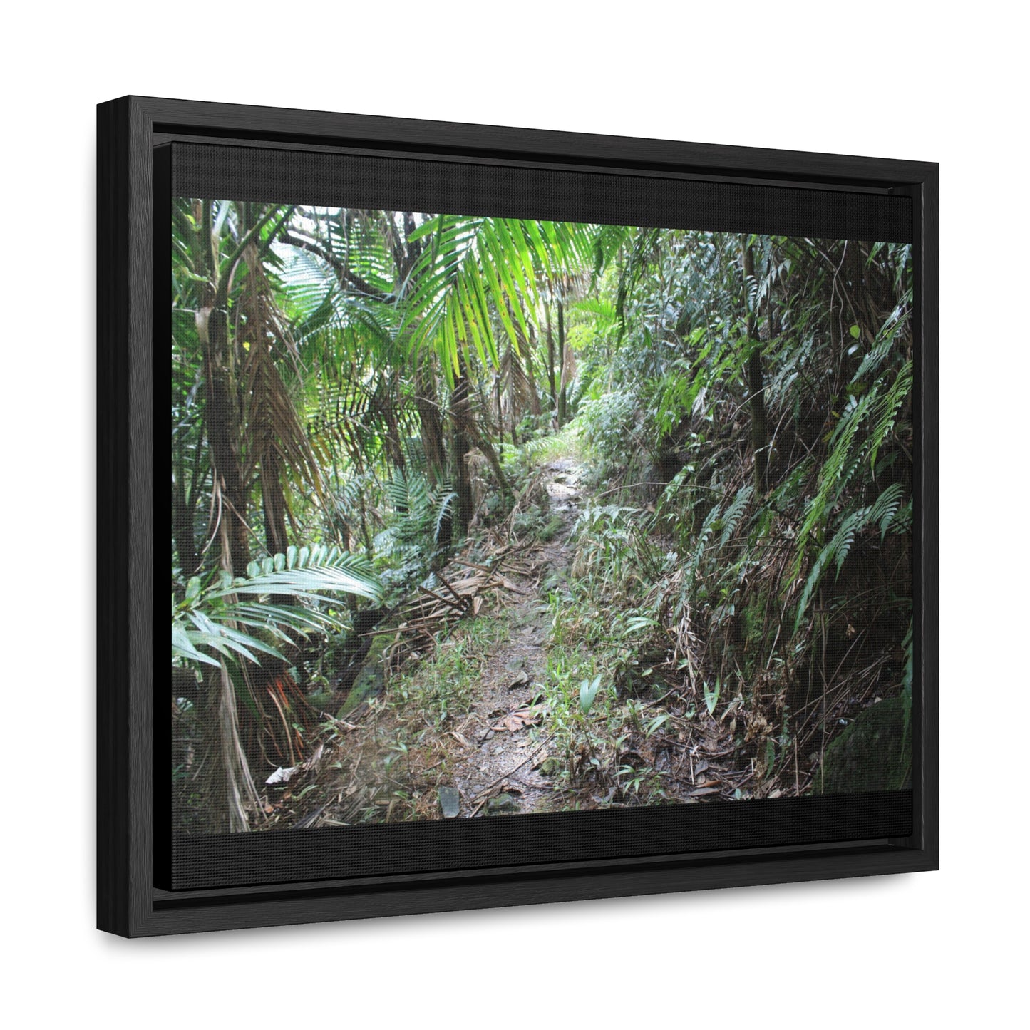 Rainforest Trails & Views - Gallery Canvas Wraps, Horizontal Frame - El Yunque National Forest - Puerto Rico - Early Tradewinds trail - Green Forest Home