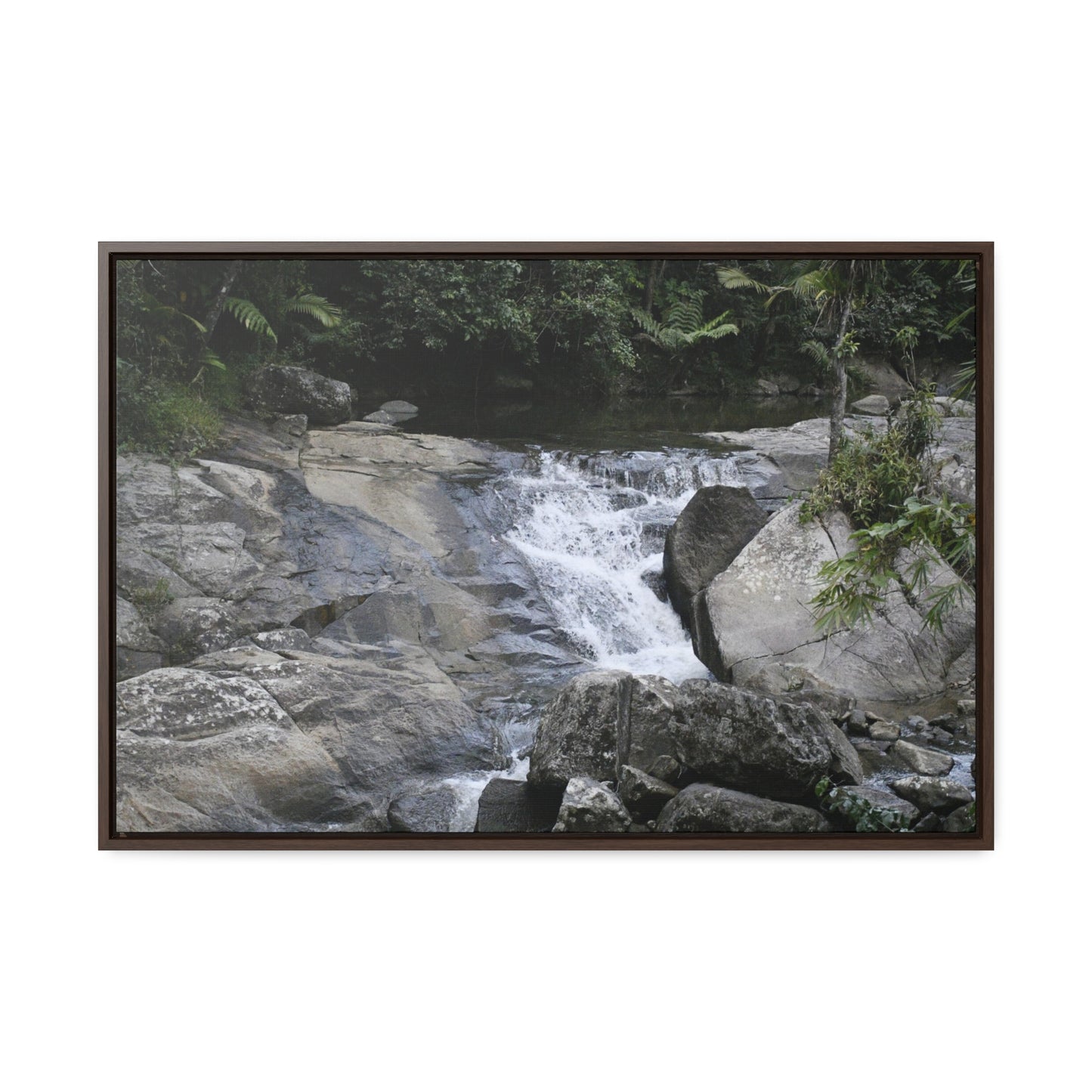 Rainforest Trails & Views - Gallery Canvas Wraps, Horizontal Frame - El Yunque National Forest - Puerto Rico - Nice ponds above the bridge and next toi Rio Sabana Park camping grounds - Green Forest Home