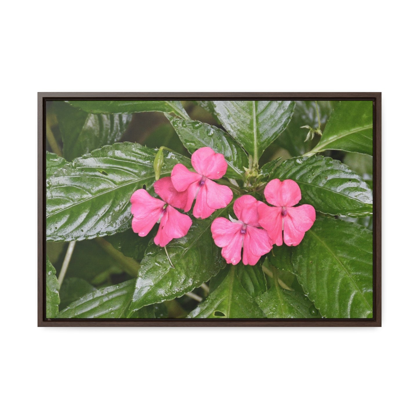 Rainforest Trails & Views - Gallery Canvas Wraps, Horizontal Frame - El Yunque National Forest - Rio Sabana Lovely Miramelinda flower - Green Forest Home