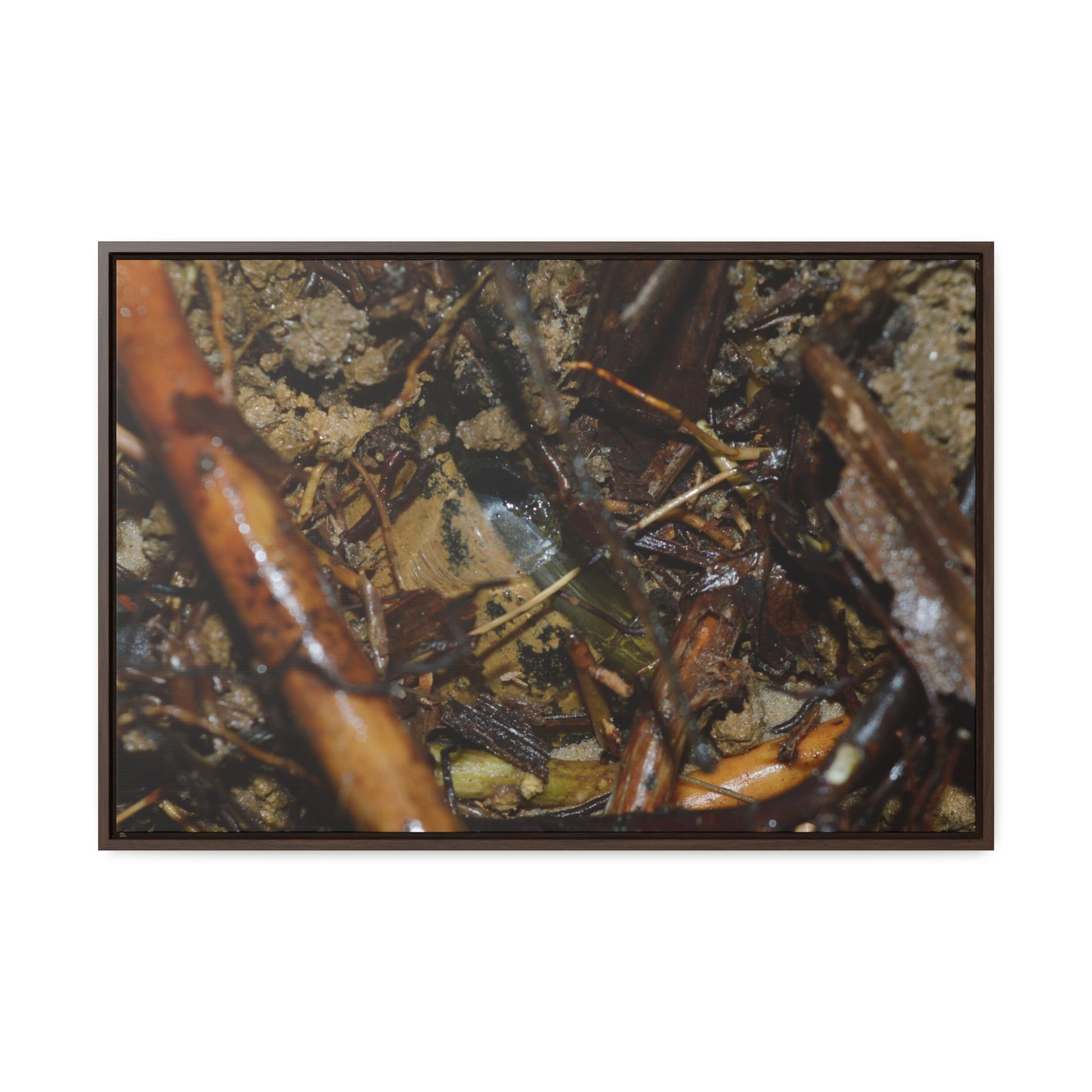 Rainforest Trails & Views - Gallery Canvas Wraps, Horizontal Frame - El Yunque National Forest - Puerto Rico - The dense forest ground near the top of PR 191 - the red root is a Sierra Palm root - Green Forest Home