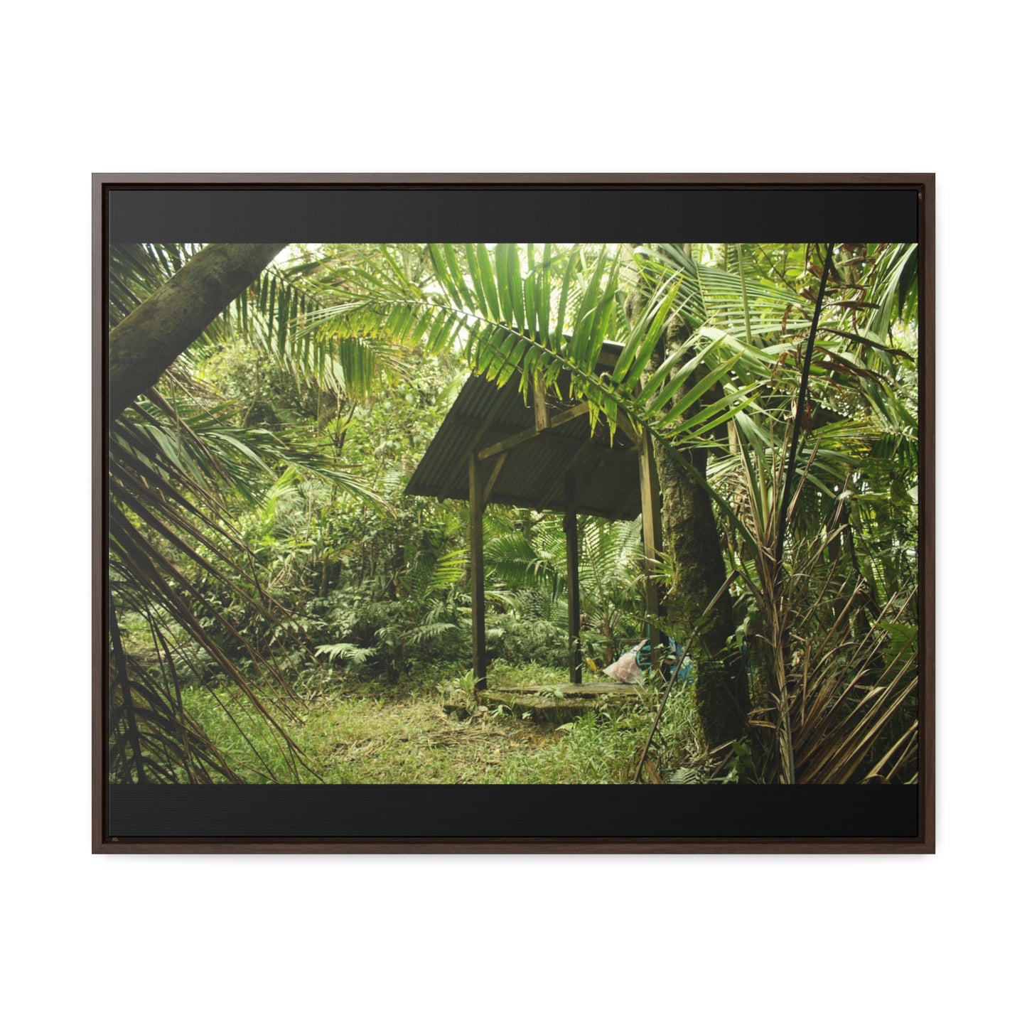 Rainforest Trails & Views - Gallery Canvas Wraps, Horizontal Frame - El Yunque National Forest - Puerto Rico - Tradewinds Trail shelter - Green Forest Home