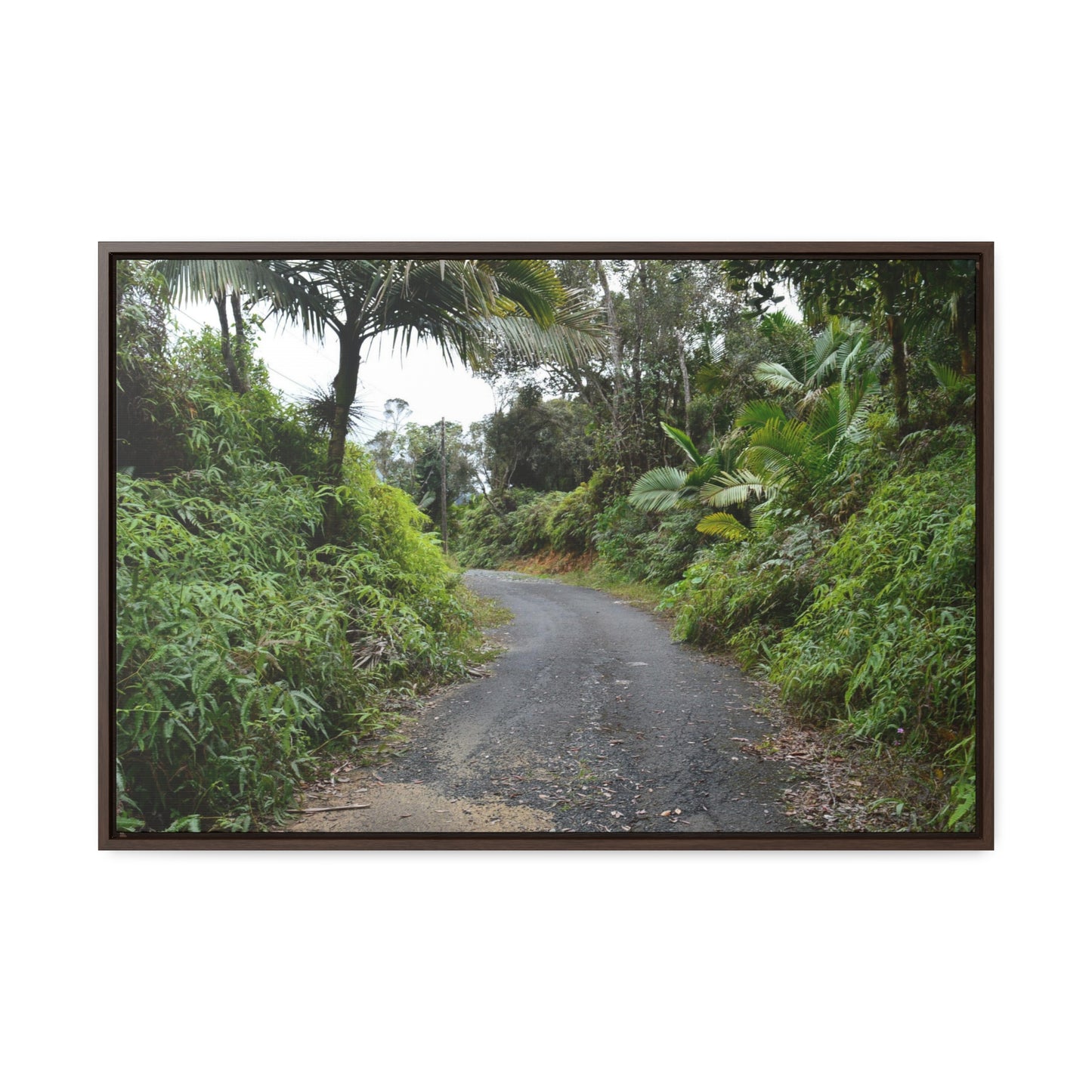 Rainforest Trails & Views - Gallery Canvas Wraps, Horizontal Frame - El Yunque National Forest - Puerto Rico - The PR 191 closed forested road - Green Forest Home