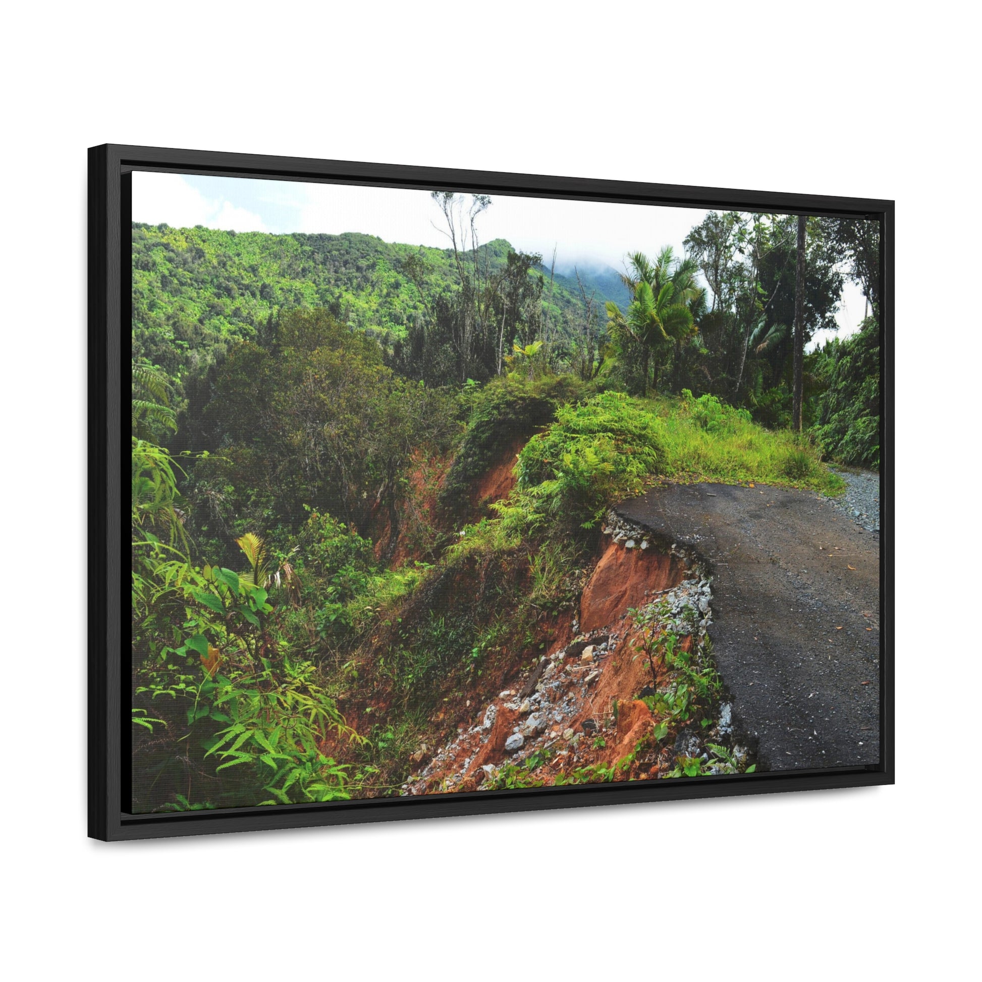 Rainforest Trails & Views - Gallery Canvas Wraps, Horizontal Frame - El Yunque National Forest - Puerto Rico - Closed PR191 road & landlside - Green Forest Home