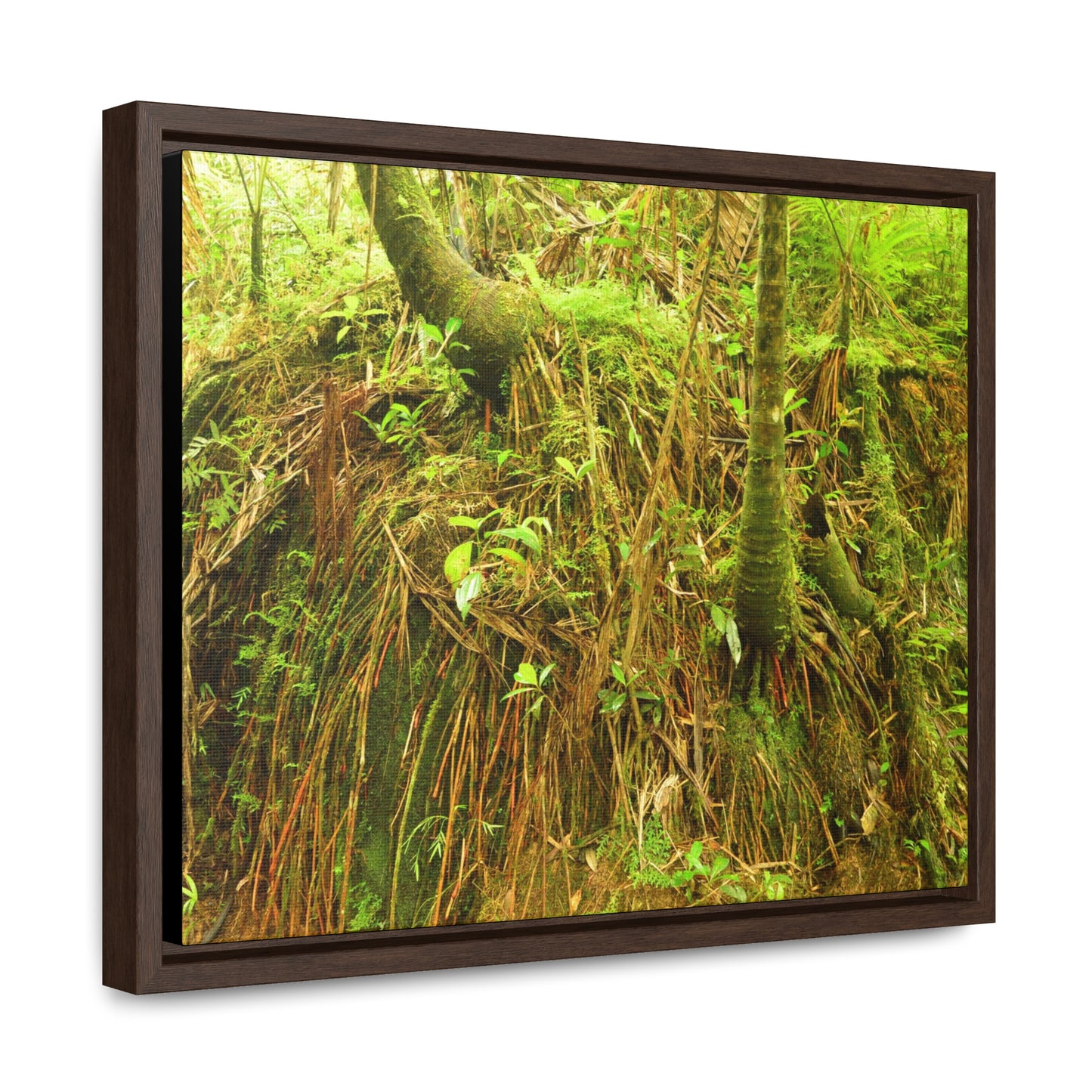 Rainforest Trails & Views - Gallery Canvas Wraps, Horizontal Frame - El Yunque National Forest - Puerto Rico - Deep forest explorations - reveal a boulder with 3 Sierra Palm red roots on it seeking the water level