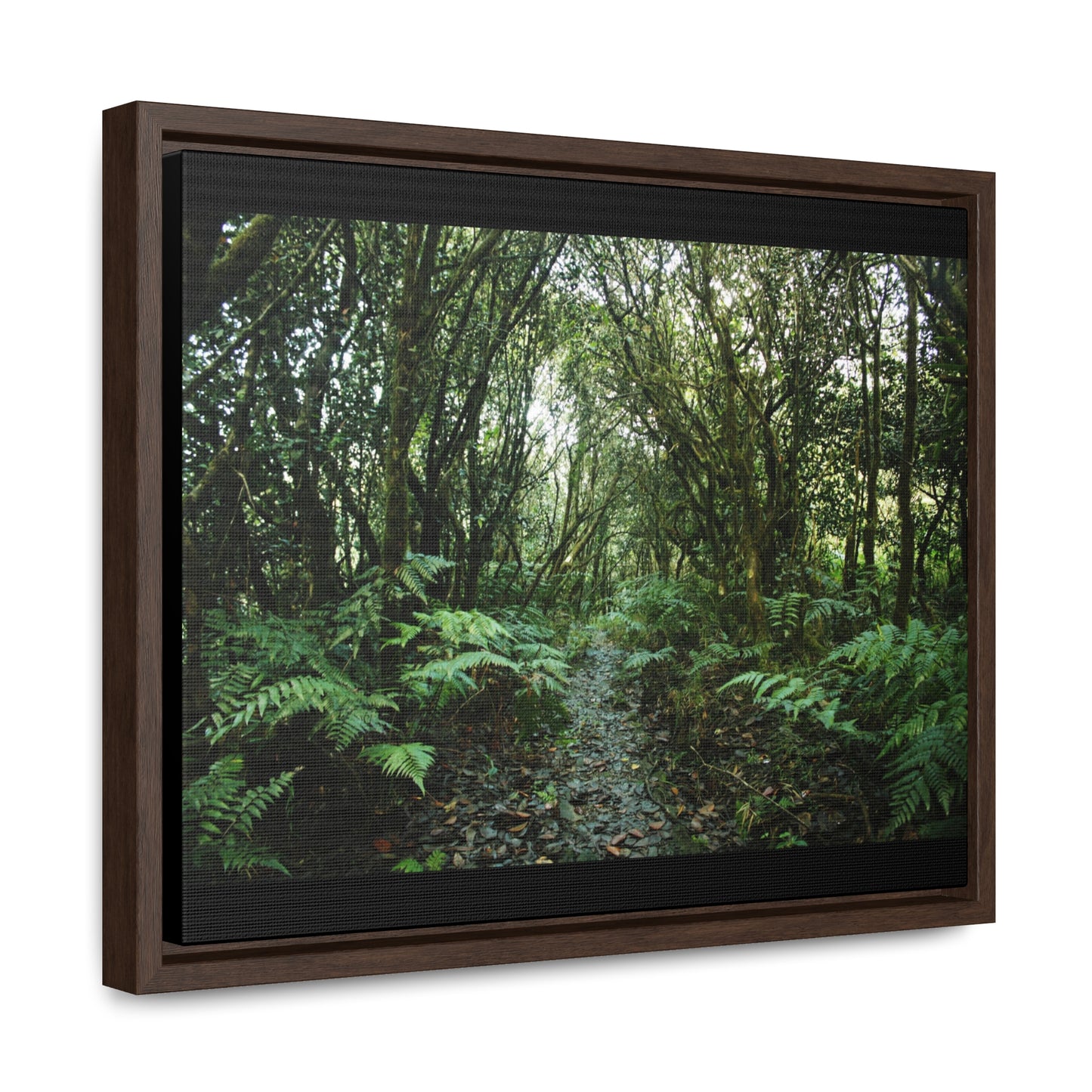 Rainforest Trails & Views - Gallery Canvas Wraps, Horizontal Frame - El Yunque National Forest - Puerto Rico - Tradewinds trail cloud forest - Green Forest Home