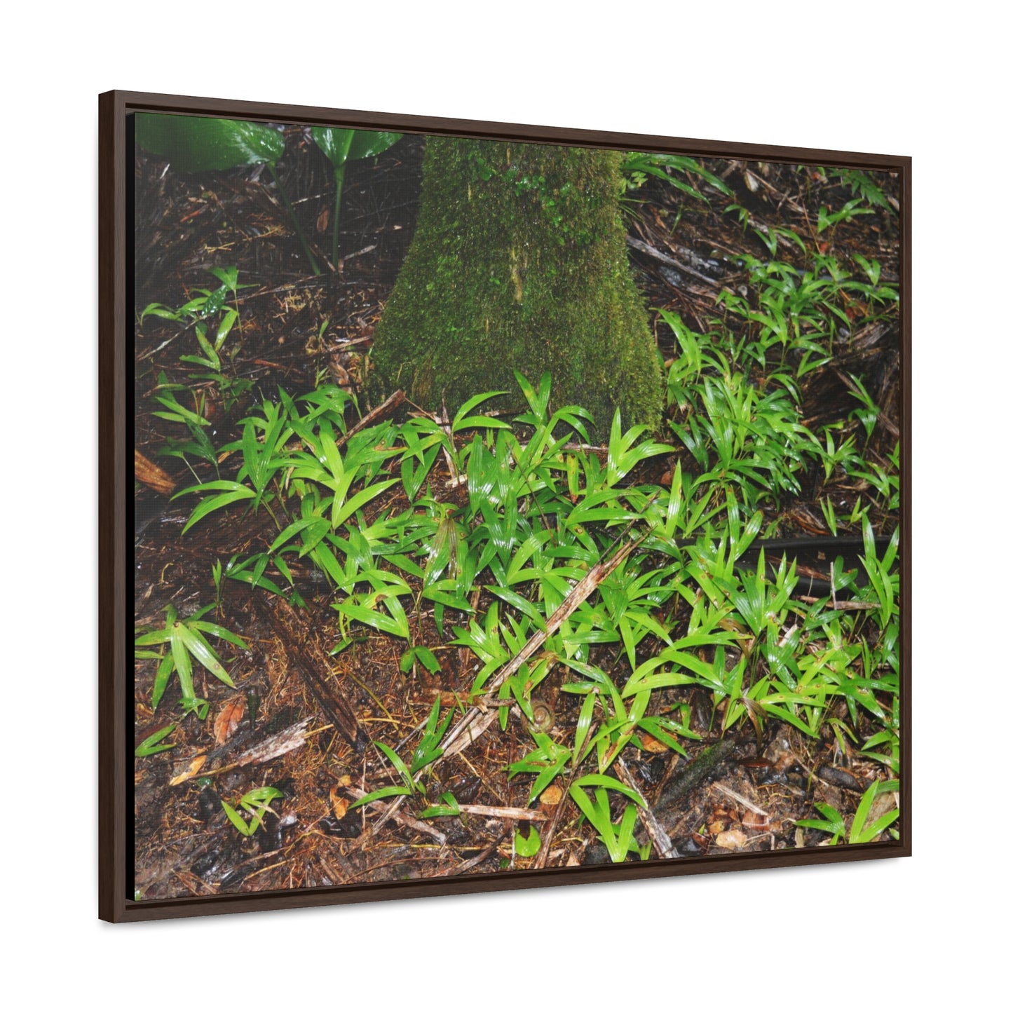 Rainforest Trails & Views - Gallery Canvas Wraps, Horizontal Frame - El Yunque National Forest - Puerto Rico - The tender Sierra Tree Palm protects here babies plants in the shade below