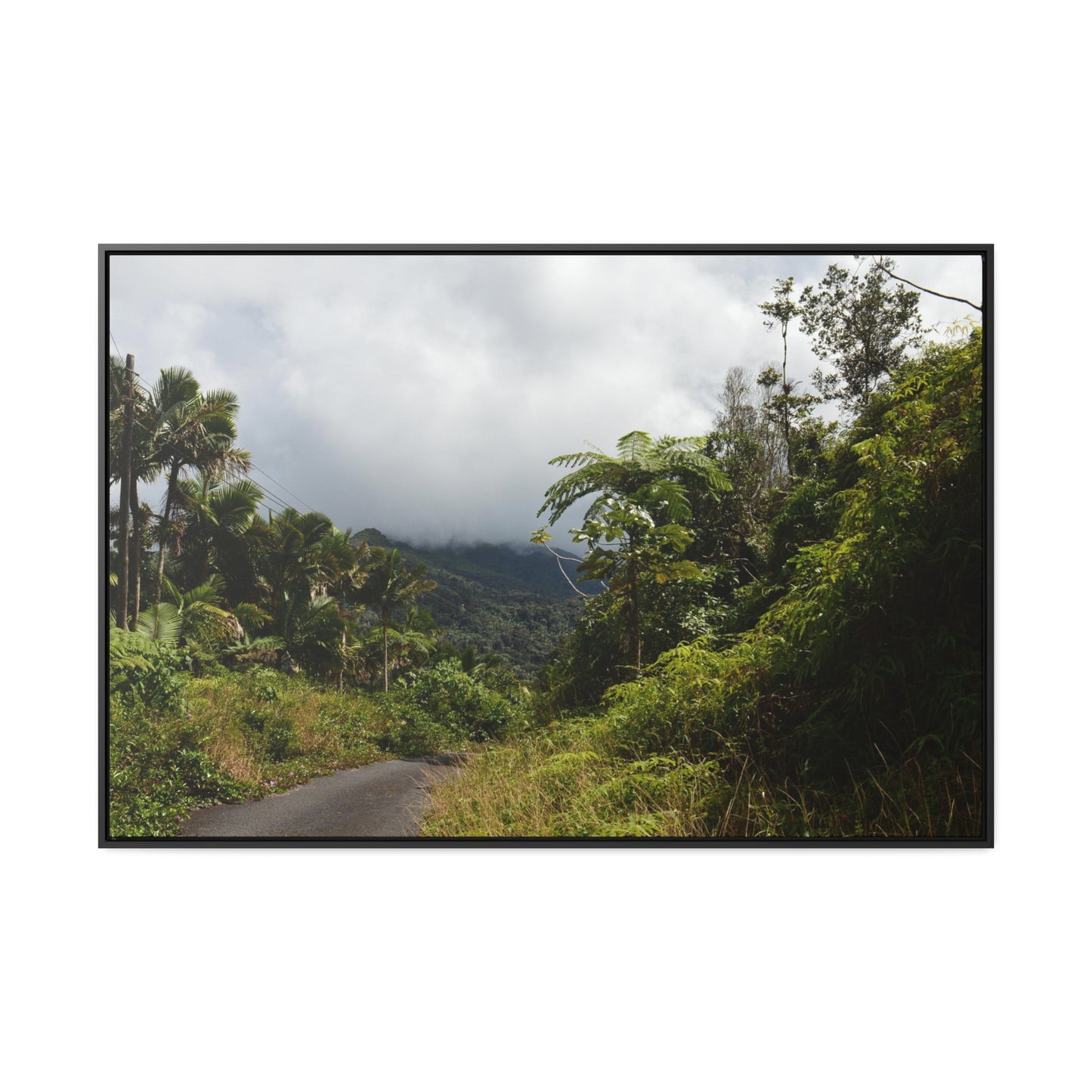 Rainforest Trails & Views - Gallery Canvas Wraps, Horizontal Frame - El Yunque National Forest - Puerto Rico - Closed PR191 forested road - Green Forest Home