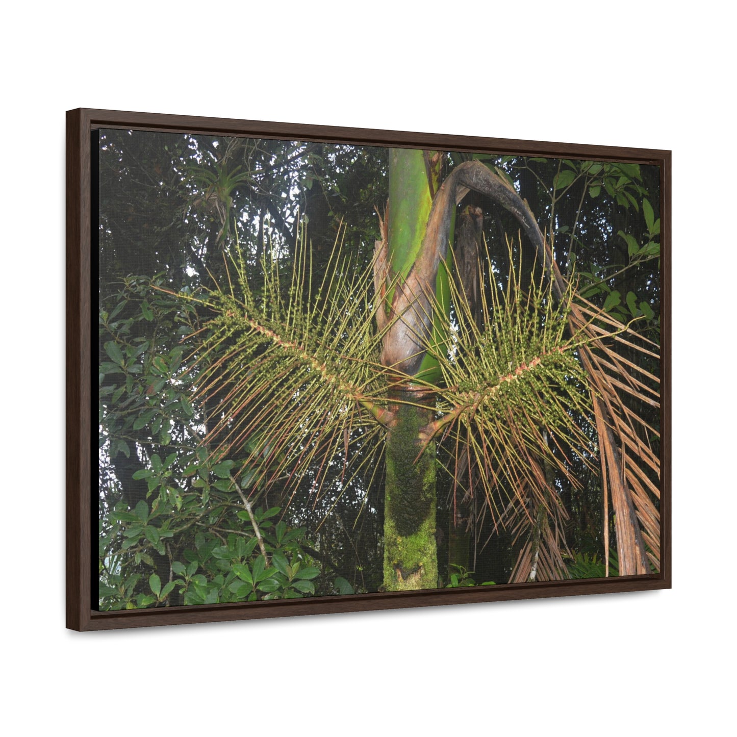 Rainforest Trails & Views - Gallery Canvas Wraps, Horizontal Frame - El Yunque National Forest - Puerto Rico - A close view of the Sierra Palm tree