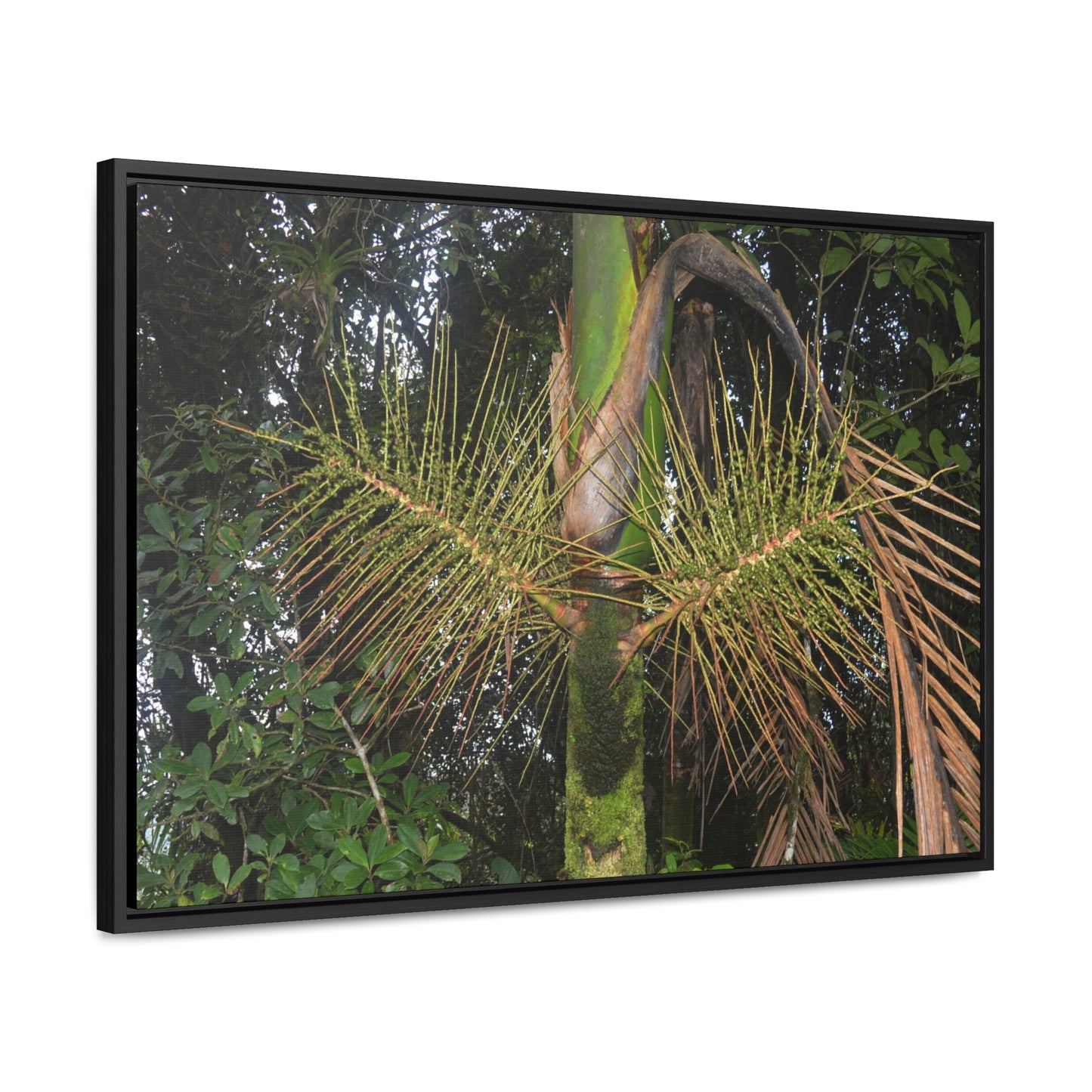 Rainforest Trails & Views - Gallery Canvas Wraps, Horizontal Frame - El Yunque National Forest - Puerto Rico - A close view of the Sierra Palm tree