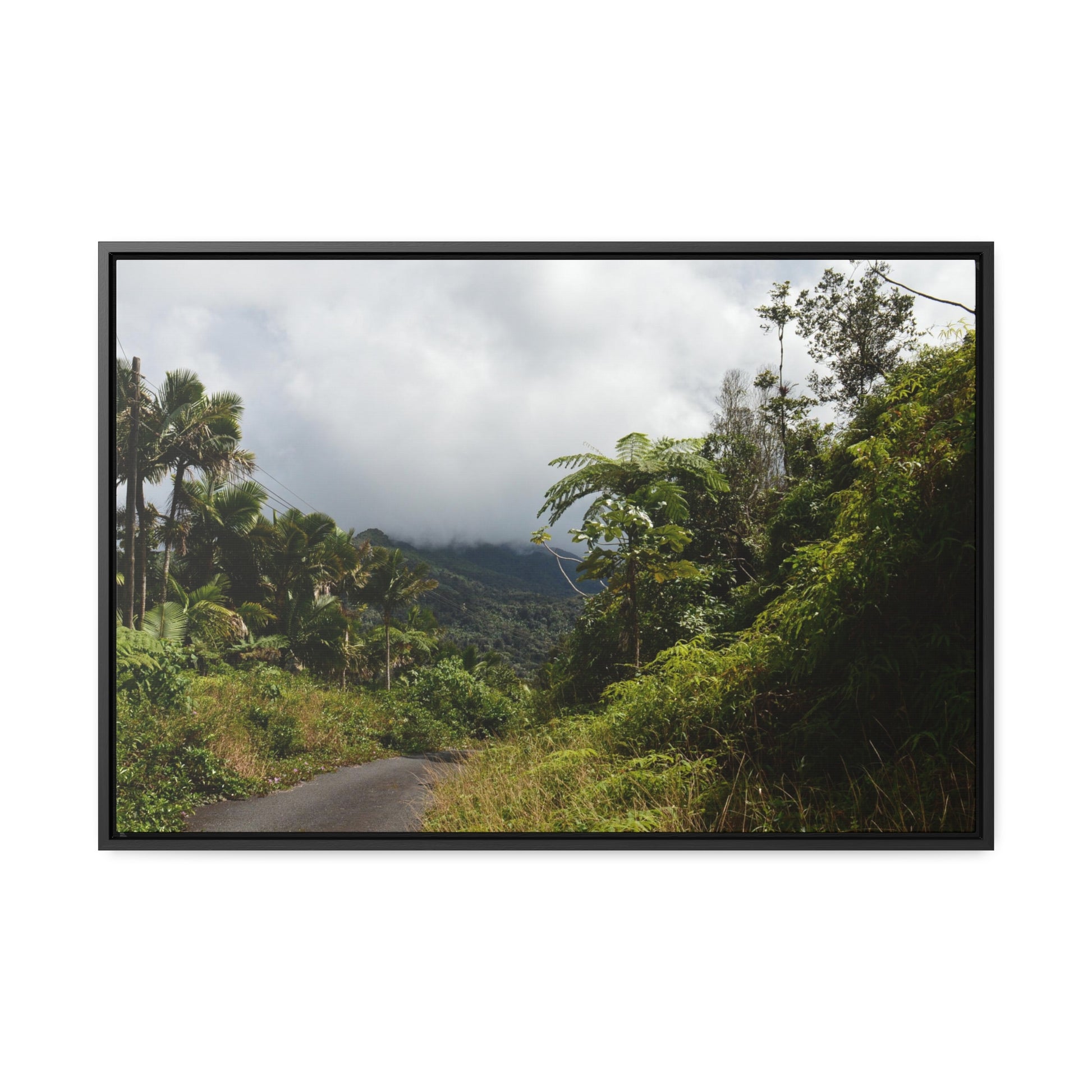 Rainforest Trails & Views - Gallery Canvas Wraps, Horizontal Frame - El Yunque National Forest - Puerto Rico - Closed PR191 forested road - Green Forest Home