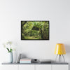 Rainforest Trails & Views - Gallery Canvas Wraps, Horizontal Frame - El Yunque National Forest - Puerto Rico - Tradewinds Trail shelter - Green Forest Home