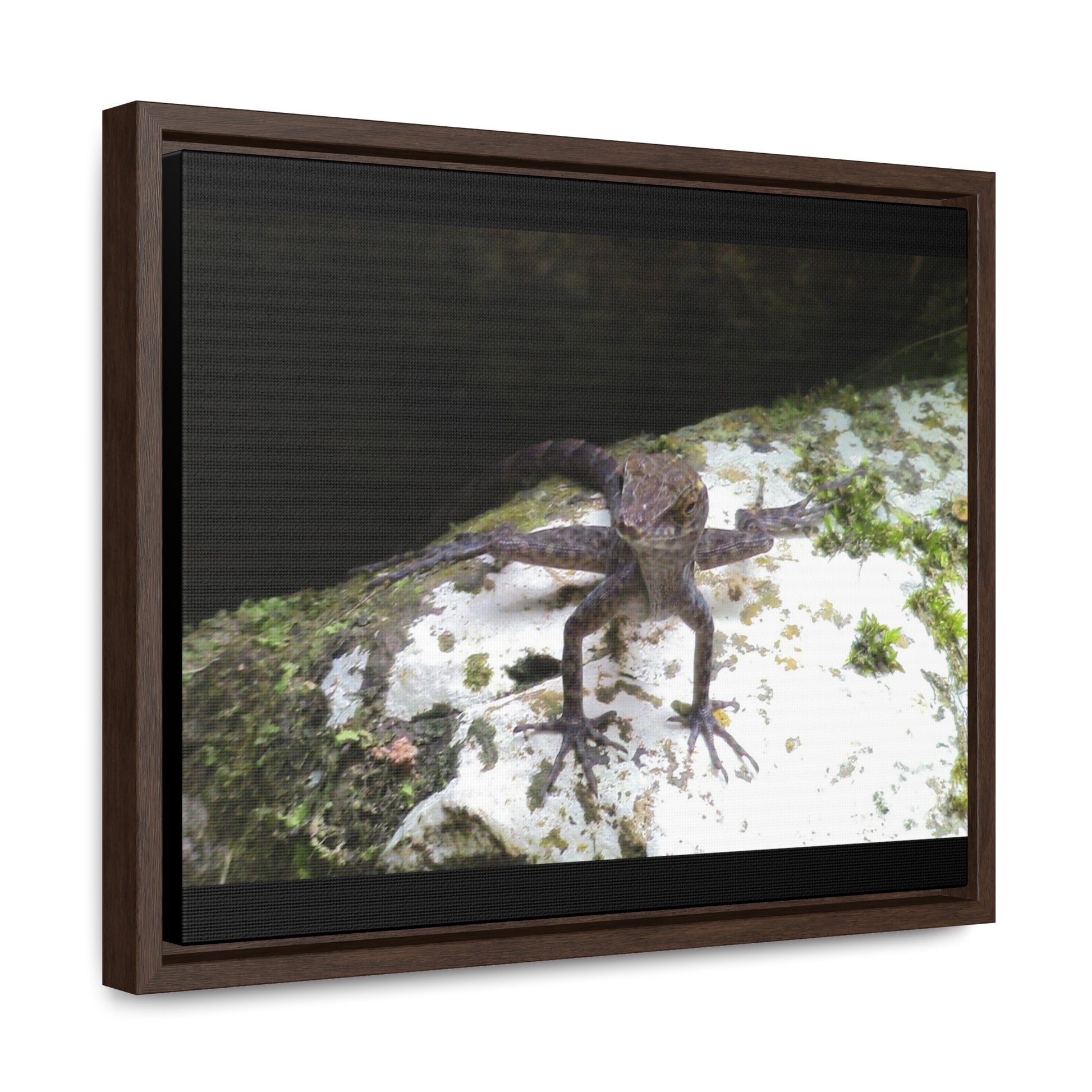 Rainforest Trails & Views - Gallery Canvas Wraps, Horizontal Frame - El Yunque National Forest - Puerto Rico - Lizard in readyness - Green Forest Home