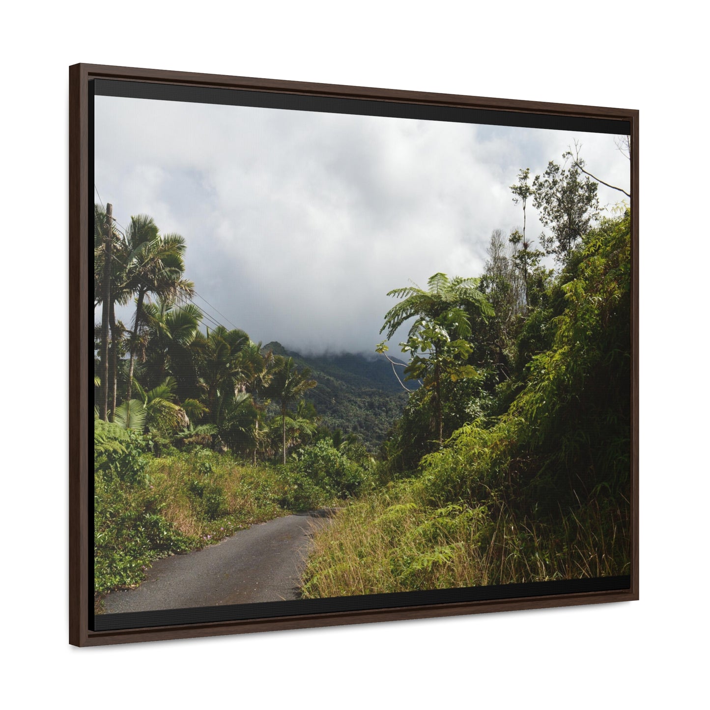 Rainforest Trails & Views - Gallery Canvas Wraps, Horizontal Frame - El Yunque National Forest - Puerto Rico - Closed PR191 forested road - Green Forest Home