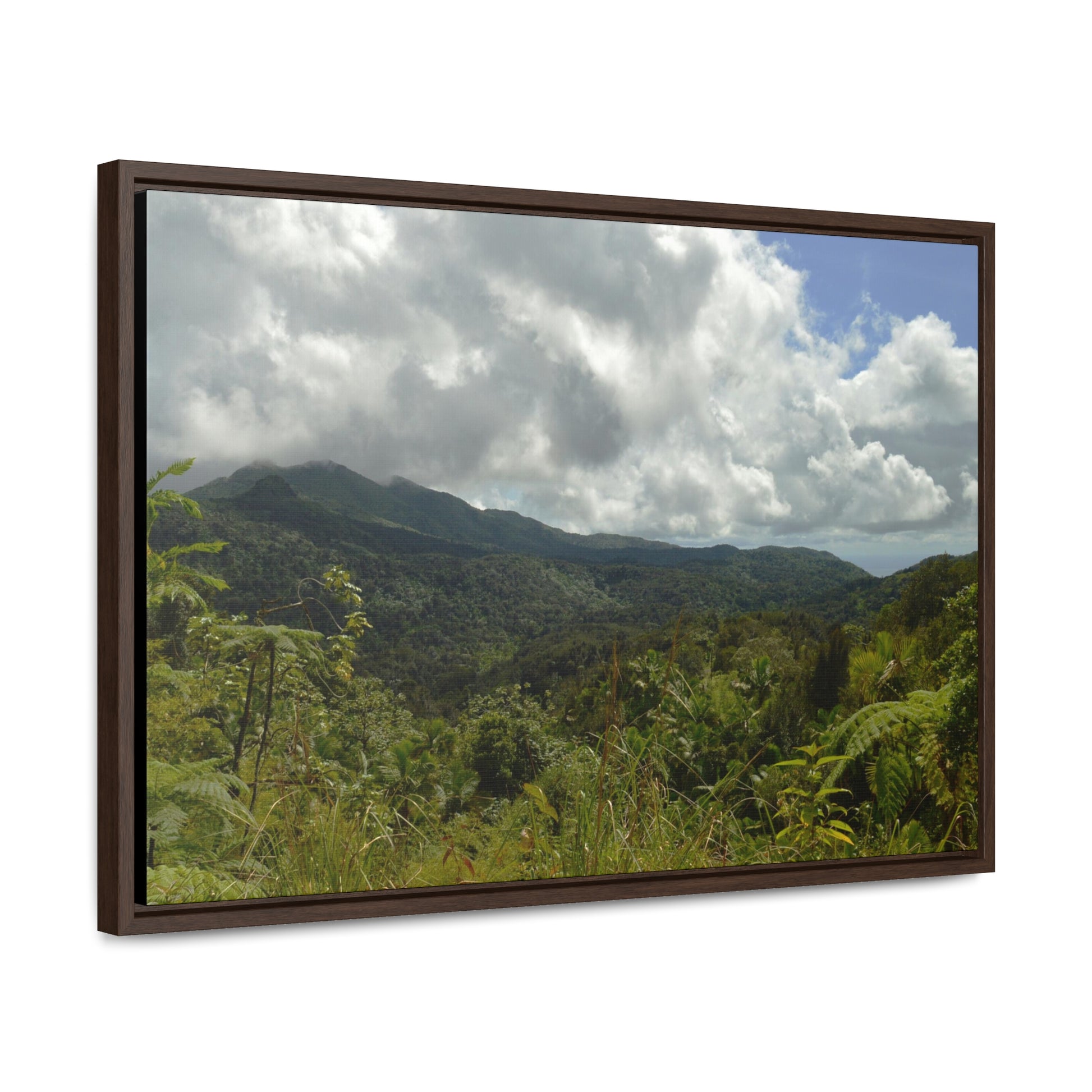 Rainforest Trails & Views - Gallery Canvas Wraps, Horizontal Frame - El Yunque National Forest - Puerto Rico - View from PR191 closed forest road - Green Forest Home