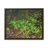 Rainforest Trails & Views - Gallery Canvas Wraps, Horizontal Frame - El Yunque National Forest - Puerto Rico - The tender Sierra Tree Palm protects here babies plants in the shade below