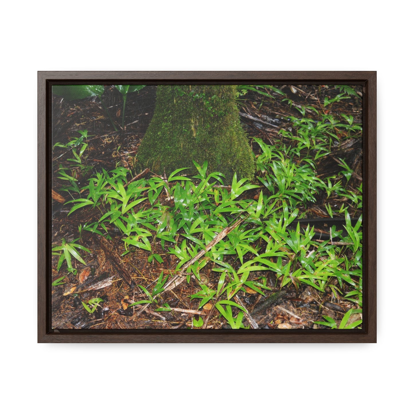 Rainforest Trails & Views - Gallery Canvas Wraps, Horizontal Frame - El Yunque National Forest - Puerto Rico - The tender Sierra Tree Palm protects here babies plants in the shade below