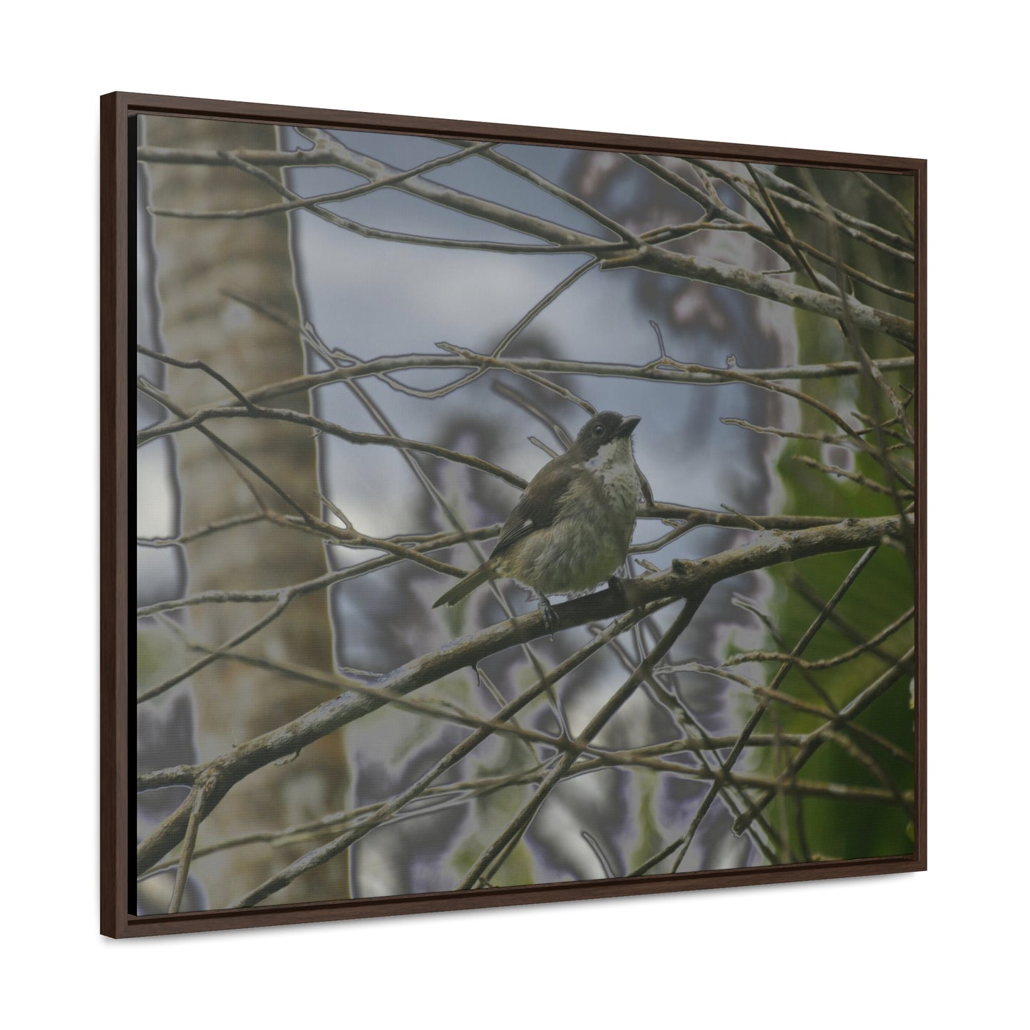 Rainforest Trails & Views - Gallery Canvas Wraps, Horizontal Frame - El Yunque National Forest - Puerto Rico - Color enhanced bird in Rio Sabana trail - Green Forest Home