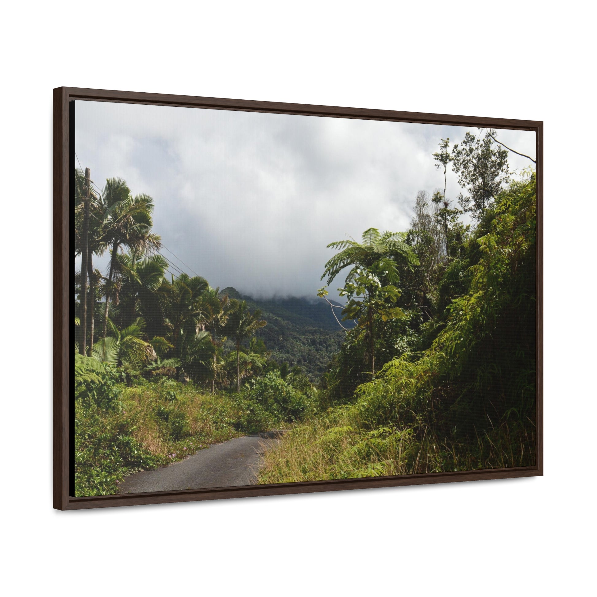 Rainforest Trails & Views - Gallery Canvas Wraps, Horizontal Frame - El Yunque National Forest - Puerto Rico - Closed PR191 forested road - Green Forest Home